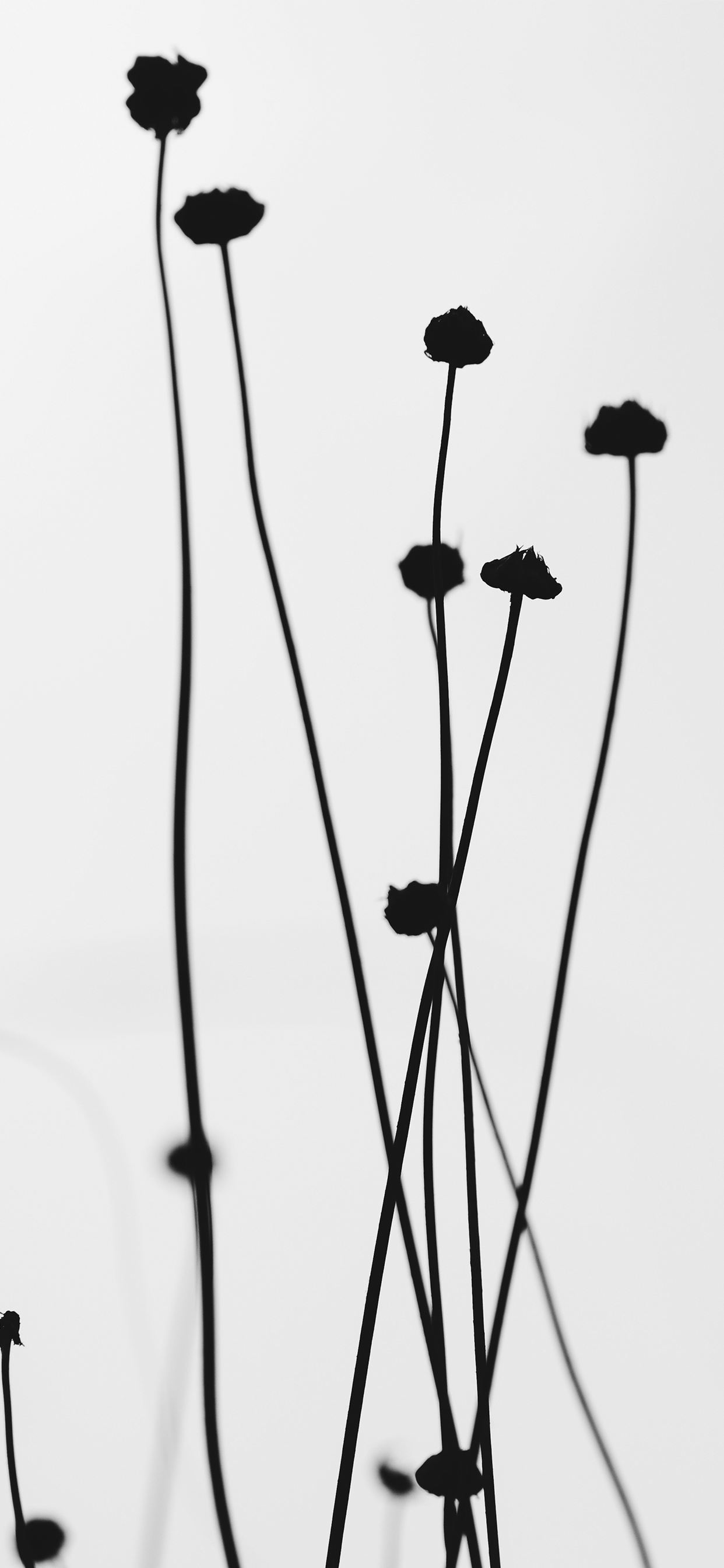 Black and White VSCO Wallpapers Top Free Black and White VSCO