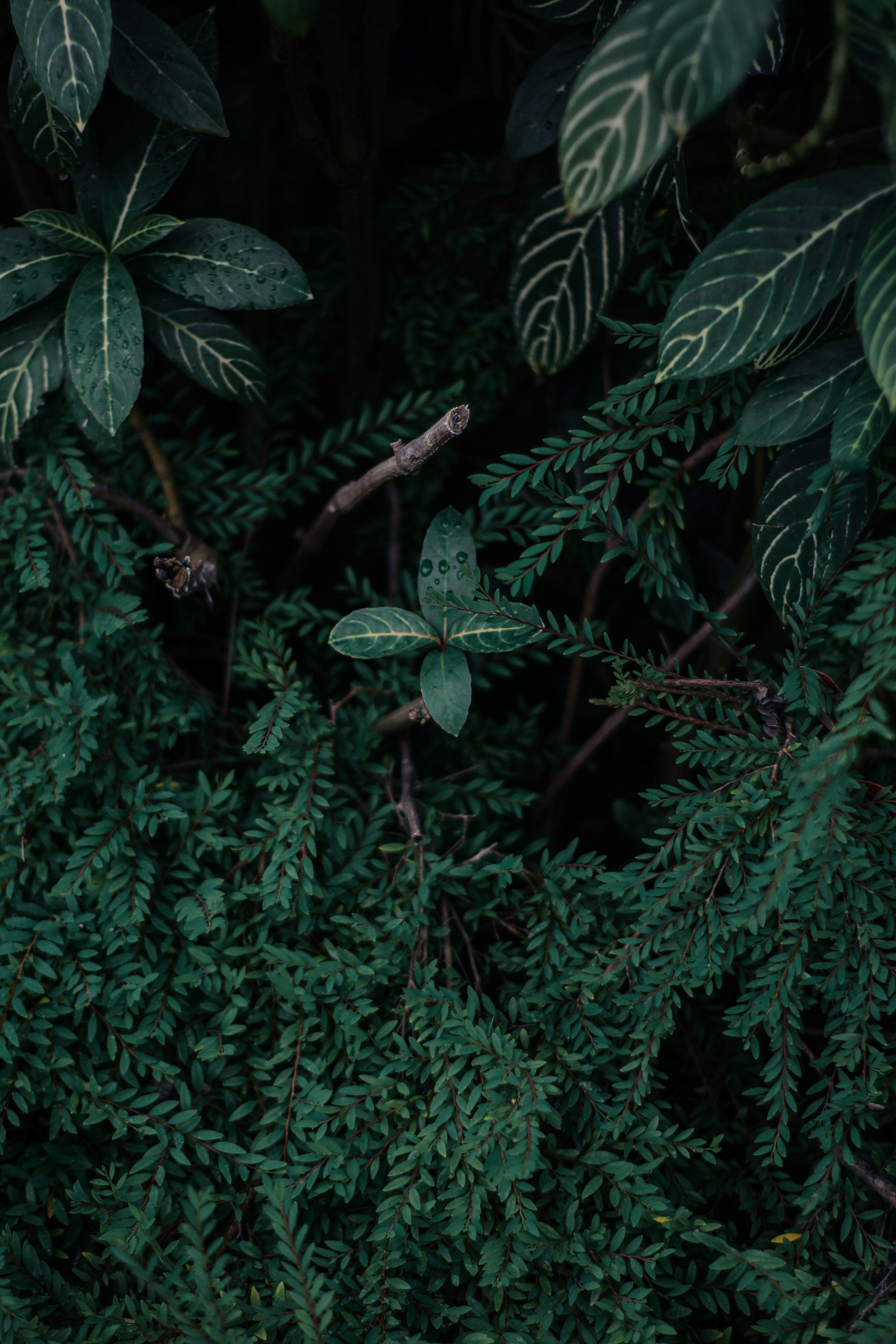 4000x6000 Free of dark green plants, nature, wallpaper