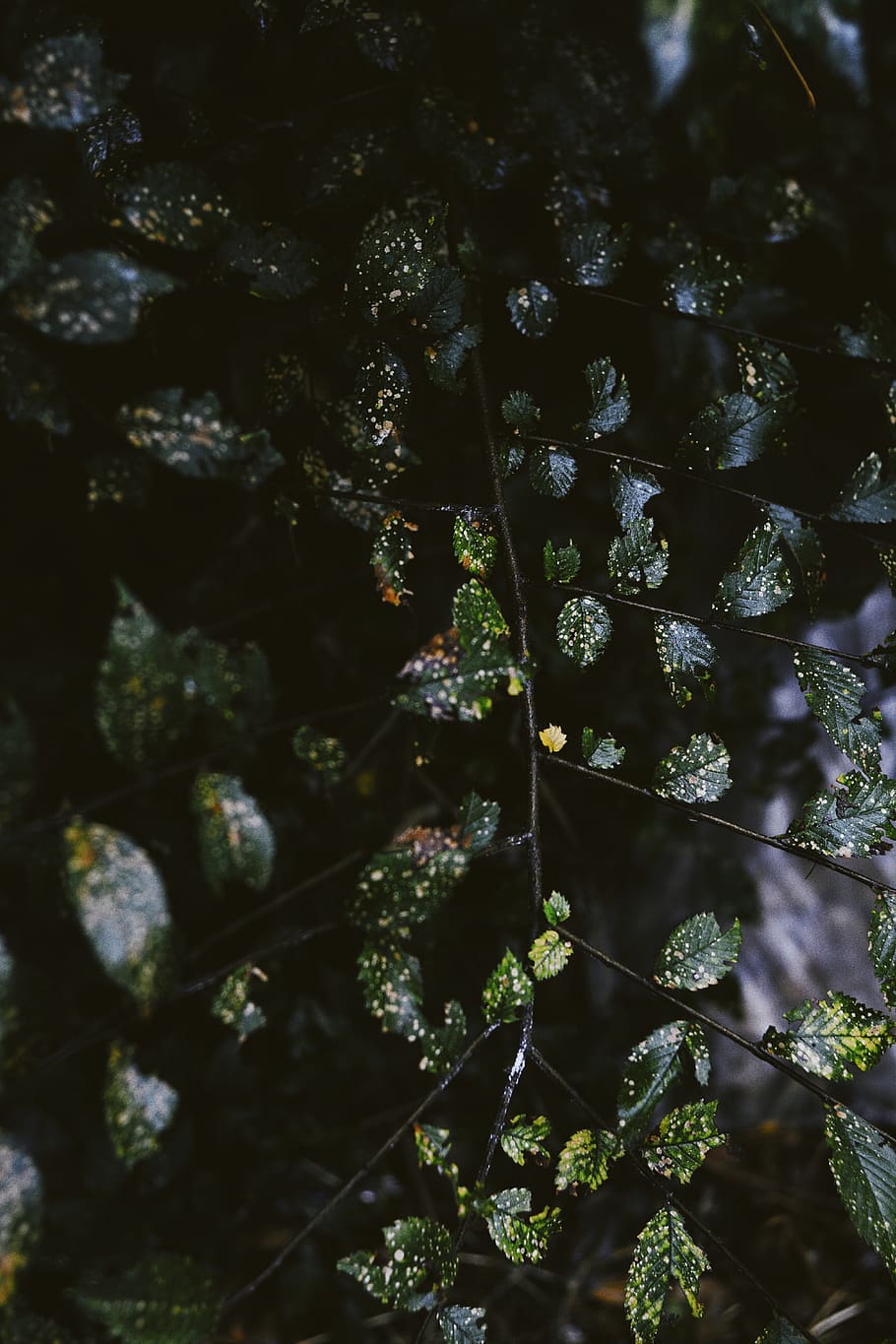 Green VSCO Wallpapers Top Free Green VSCO Backgrounds WallpaperAccess