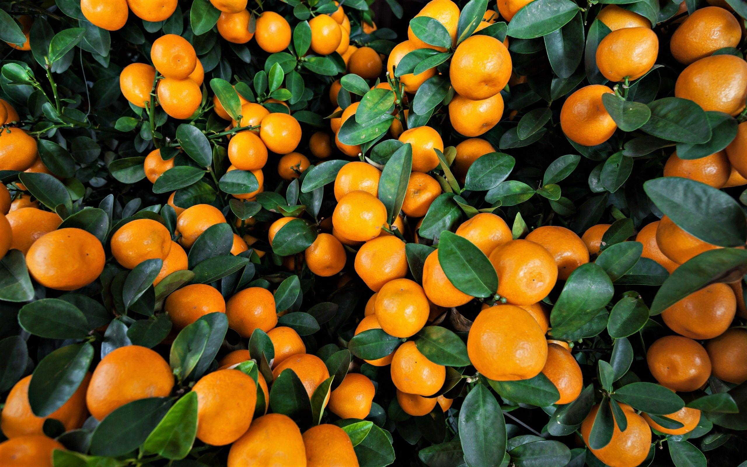 Orange Tree Wallpapers - Top Free Orange Tree Backgrounds - WallpaperAccess