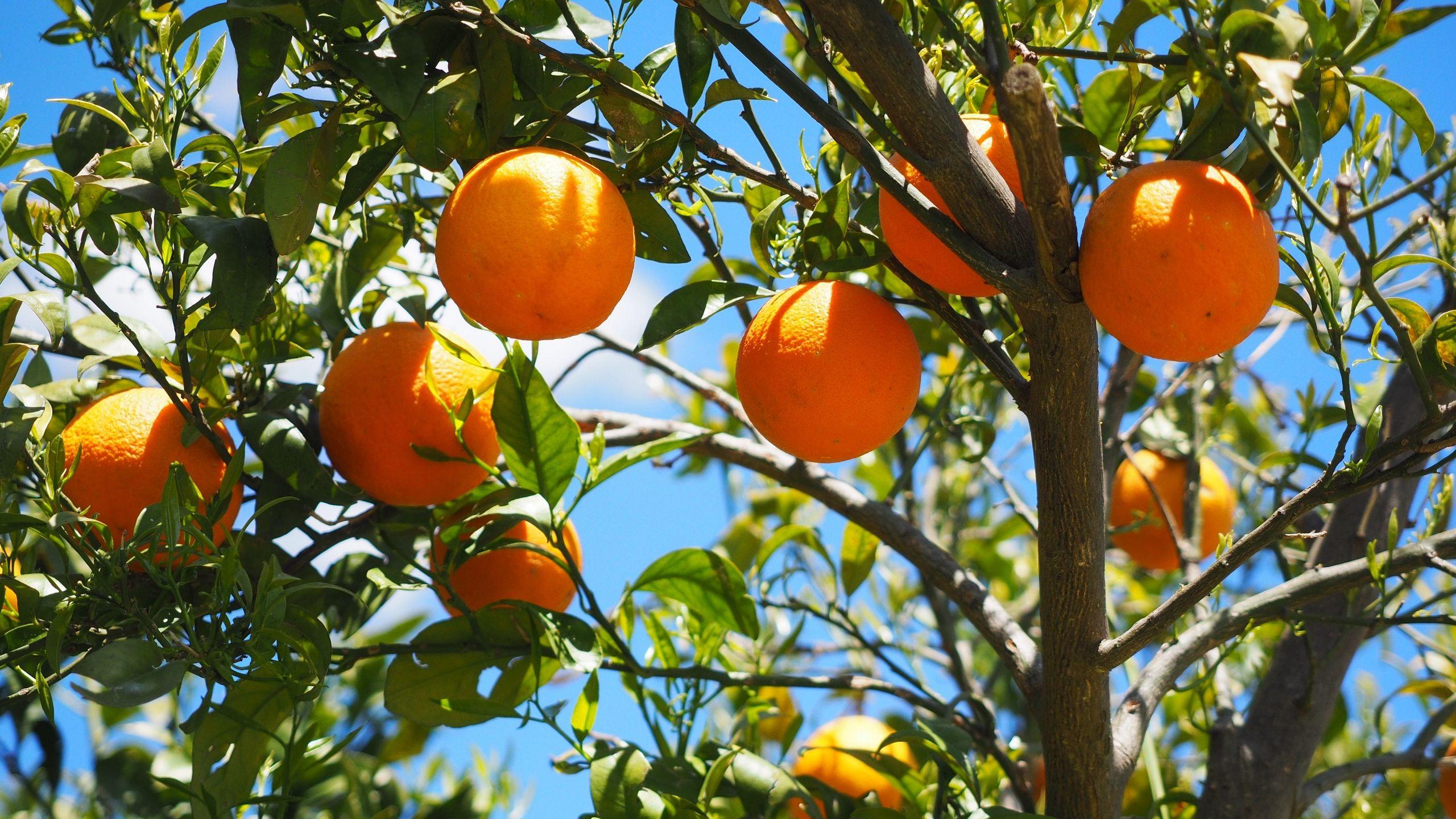 Orange Tree Wallpapers Top Free Orange Tree Backgrounds WallpaperAccess Orange Tree Wallpapers Top Free Orange Tree Backgrounds WallpaperAccess