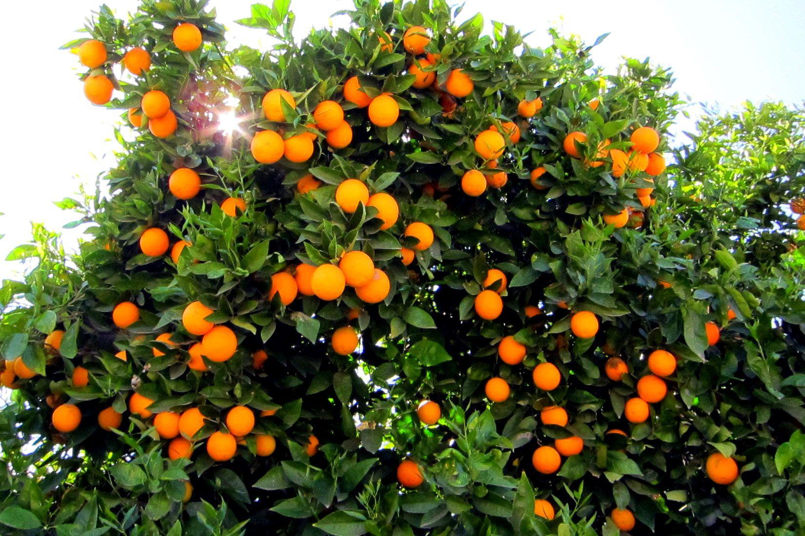 Orange Tree Wallpapers Top Free Orange Tree Backgrounds WallpaperAccess Orange Tree Wallpapers Top Free Orange Tree Backgrounds WallpaperAccess