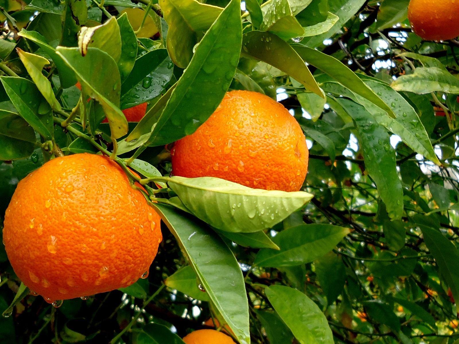 Orange Tree Wallpapers Top Free Orange Tree Backgrounds WallpaperAccess