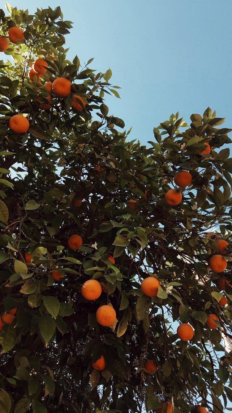 17600 Orange Tree Stock Photos Pictures  RoyaltyFree Images  iStock  Orange  tree in pot Orange grove Oranges
