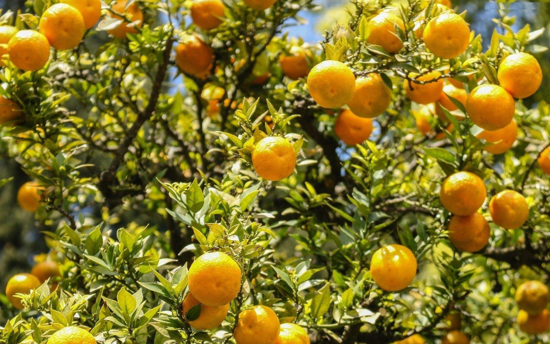 Orange Tree Wallpapers Top Free Orange Tree Backgrounds WallpaperAccess