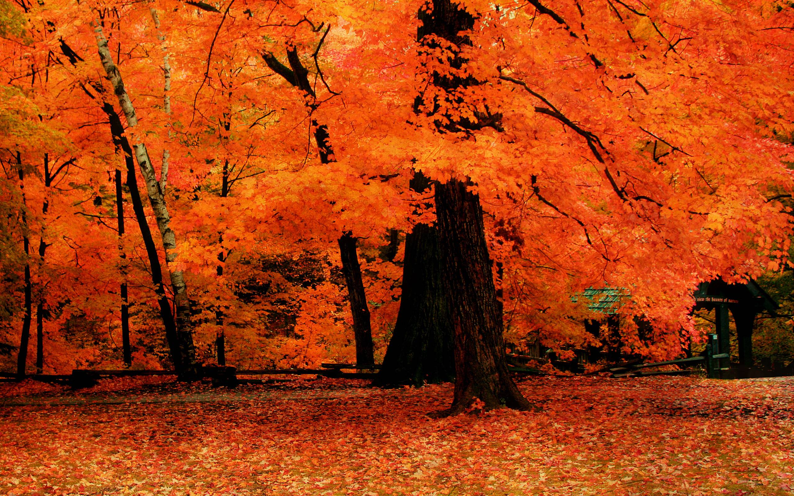 2559x1600 Autumn Blaze