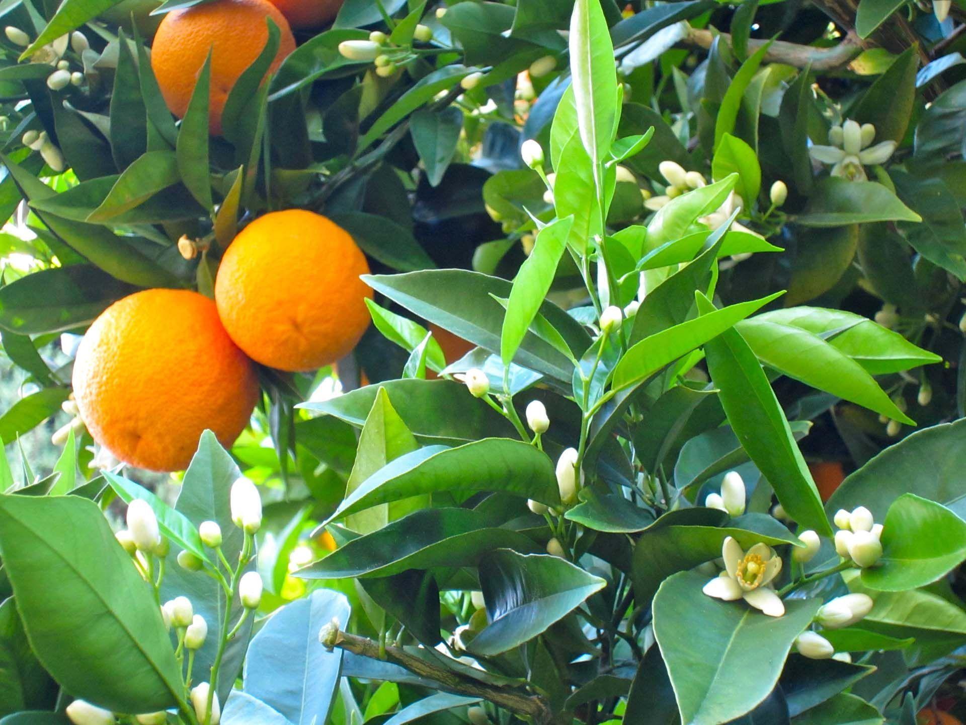 Orange Tree Wallpapers Top Free Orange Tree Backgrounds WallpaperAccess