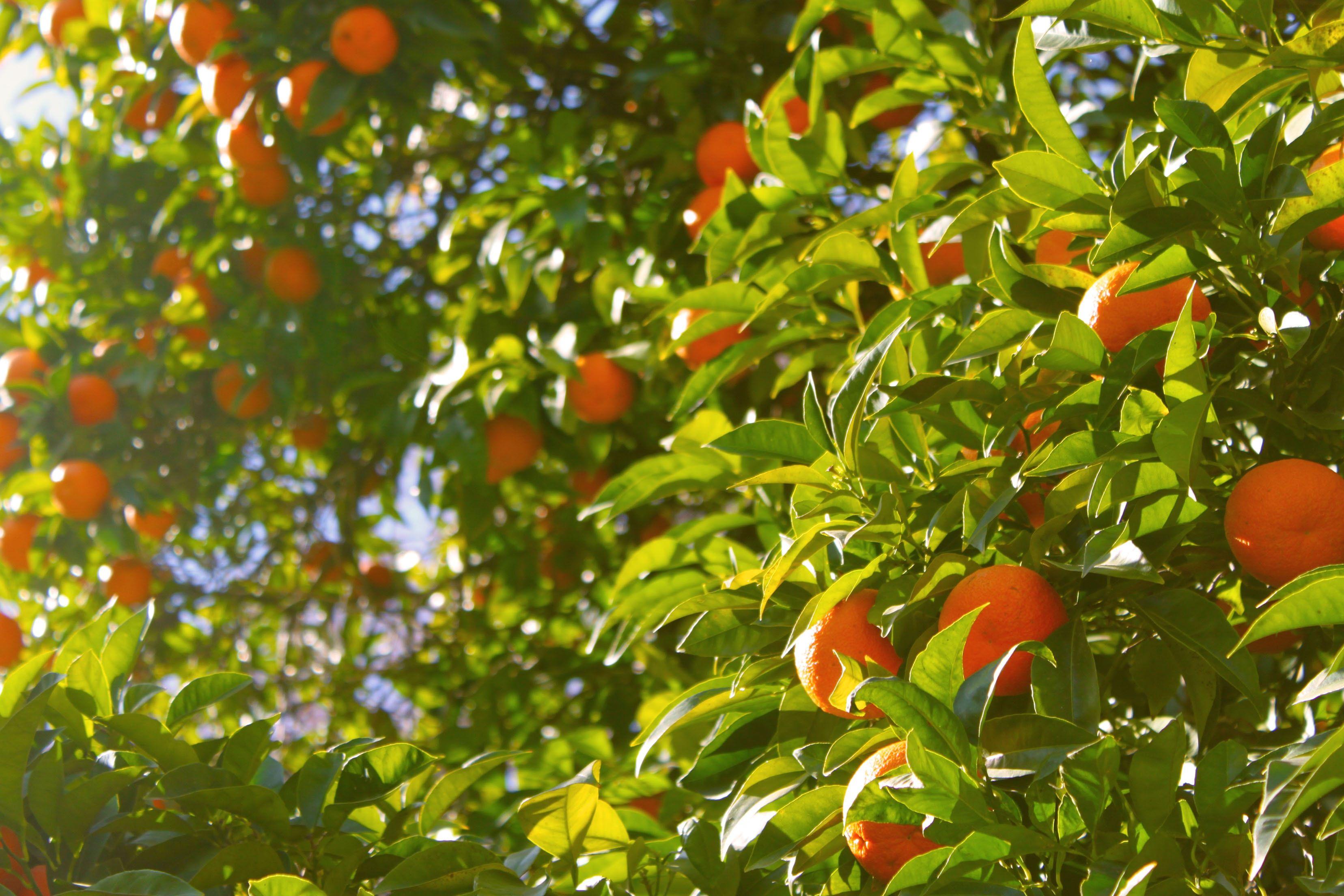 Orange Tree Wallpapers Top Free Orange Tree Backgrounds WallpaperAccess