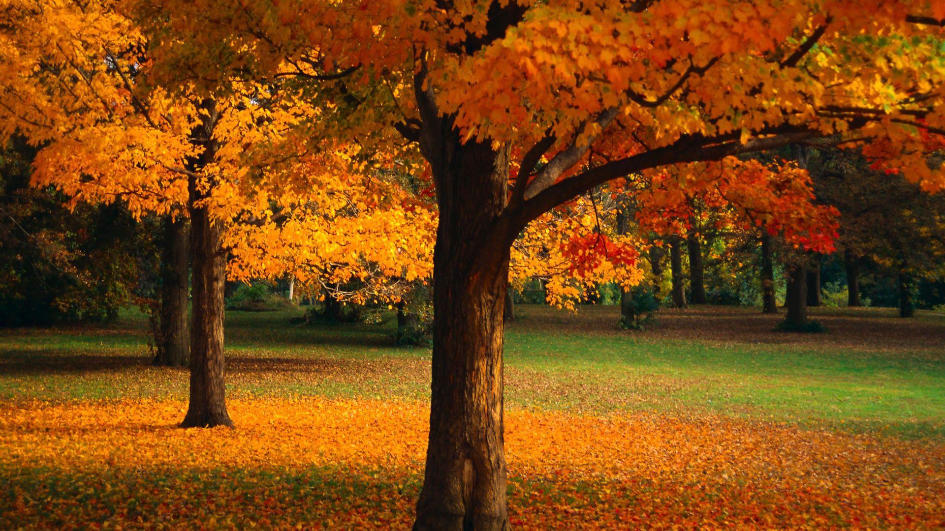 1920x1080 Orange Tree Wallpaper 33486 1920x1080px