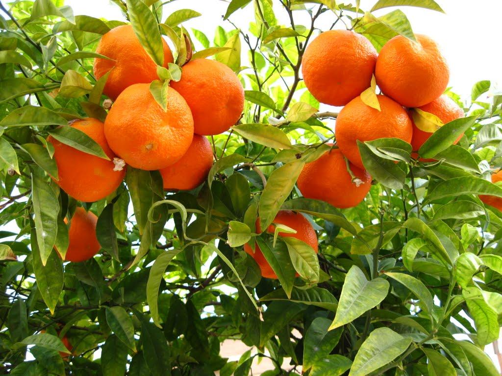 Orange Tree Wallpapers Top Free Orange Tree Backgrounds WallpaperAccess