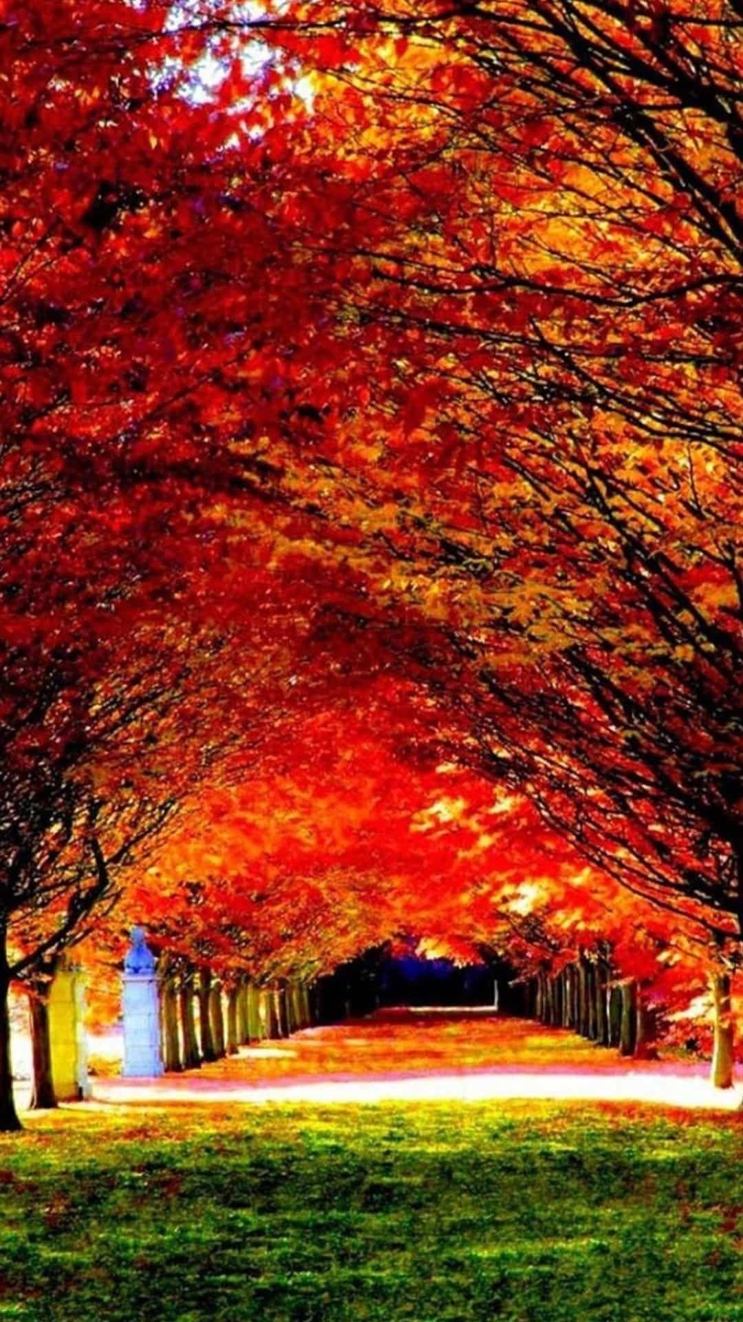 Orange Tree Wallpapers Top Free Orange Tree Backgrounds WallpaperAccess