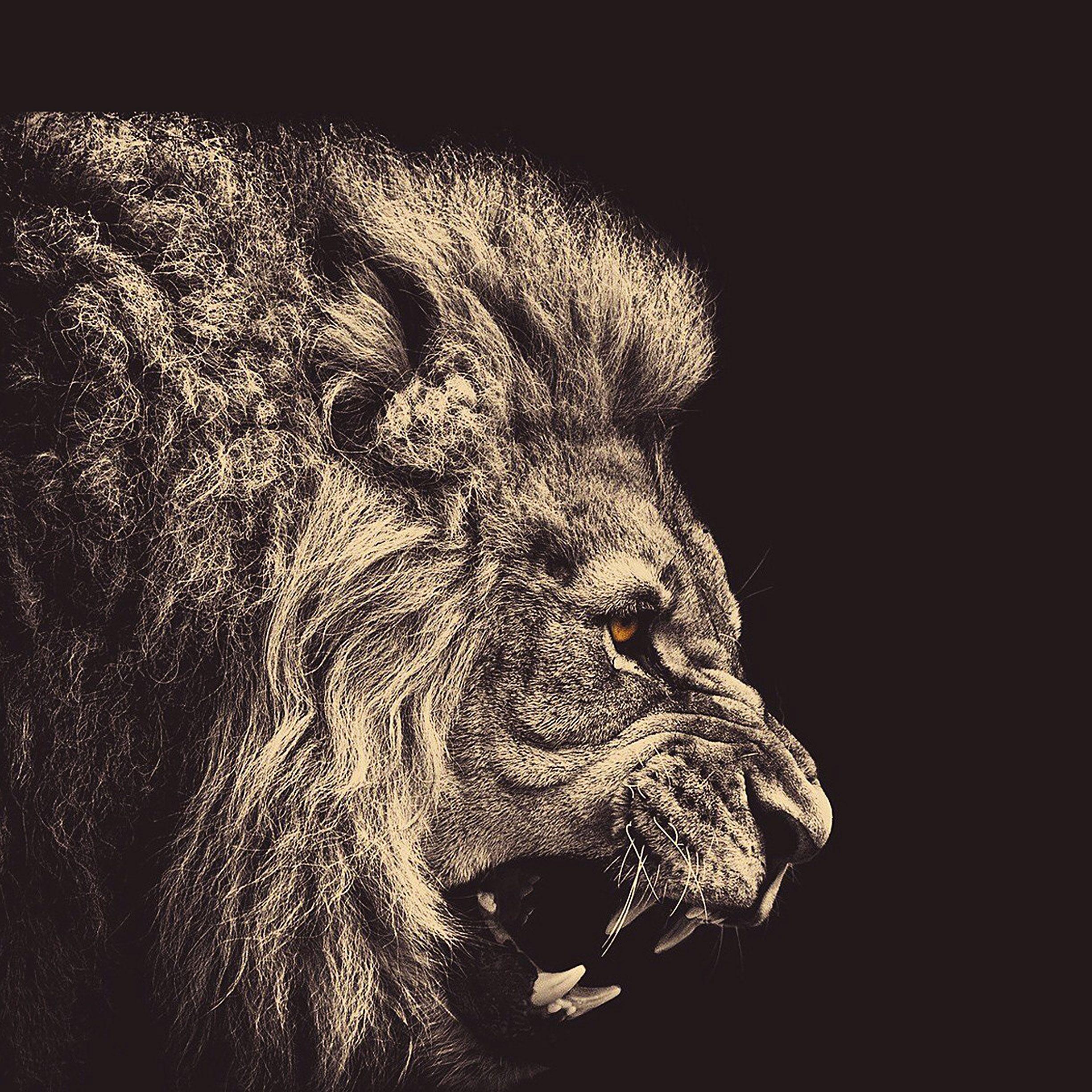 2448x2448 Lion Wallpaper For iPhone And iPad Lion, Download