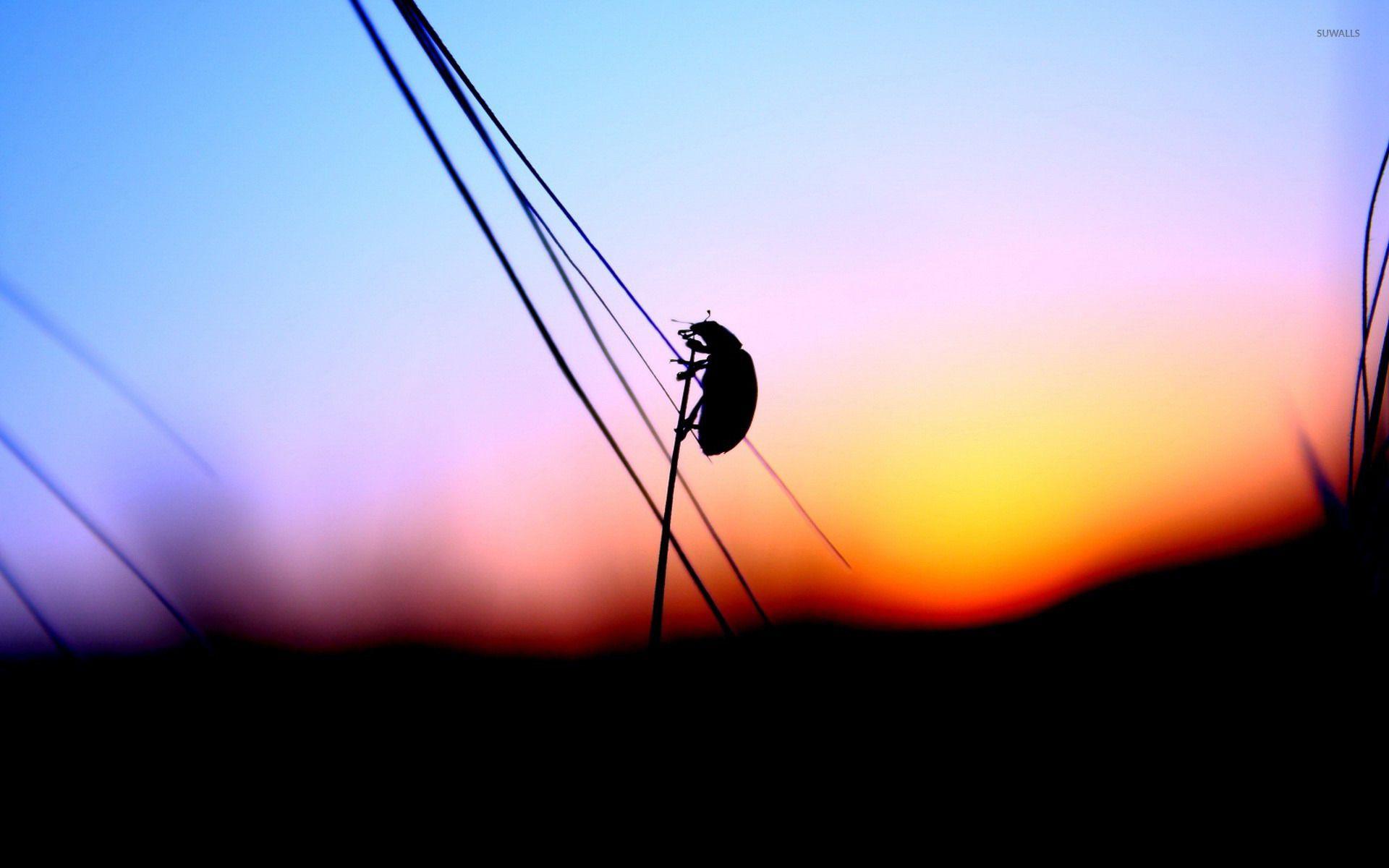 1920x1200 Insect silhouette wallpaper wallpaper