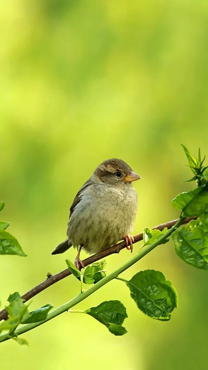 720x1280 Adorable Bird in Beautiful Forest