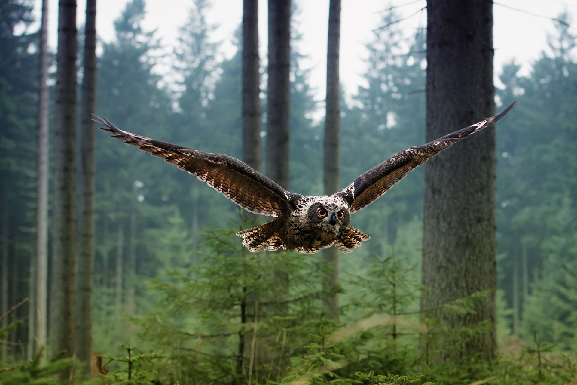 1920x1280 Wallpaper forest, flight, owl, bird for mobile and desktop, section животные, resolution 1920x1280