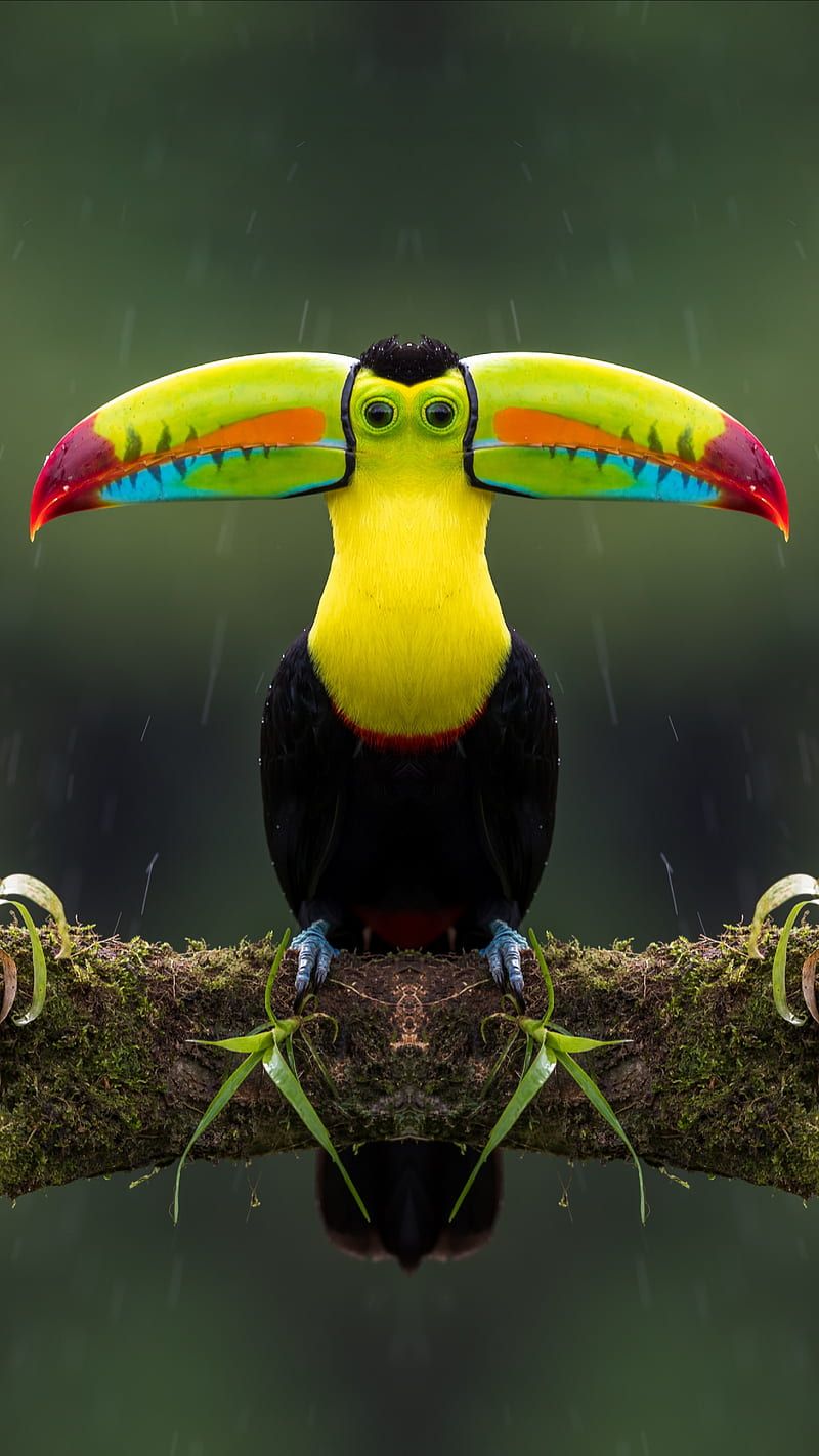 800x1422 Trippy Bird, Amazing, Amazon, forest, wildlife, HD phone wallpaper