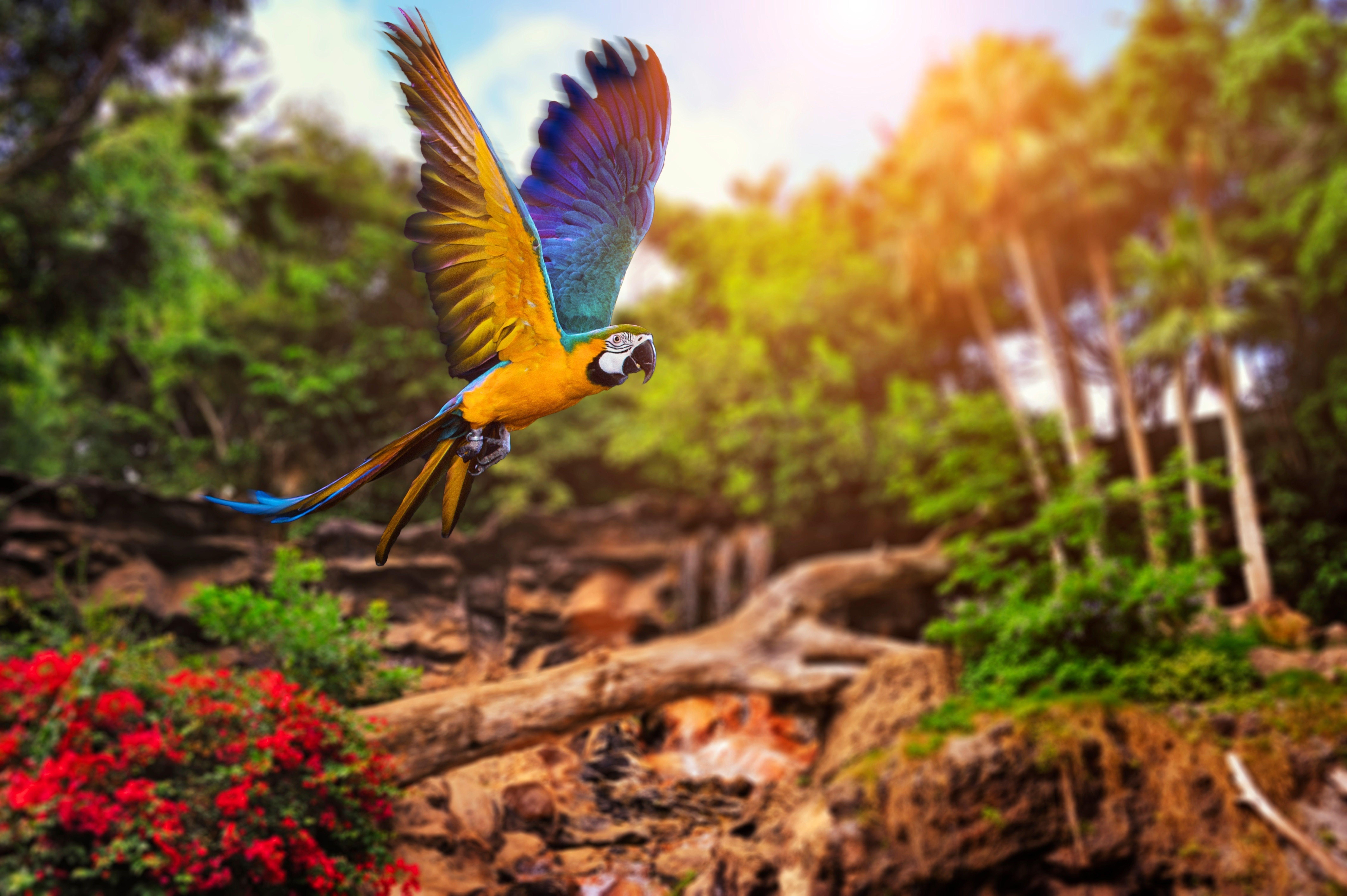 8512x5664 Birds Jungle Wallpaper