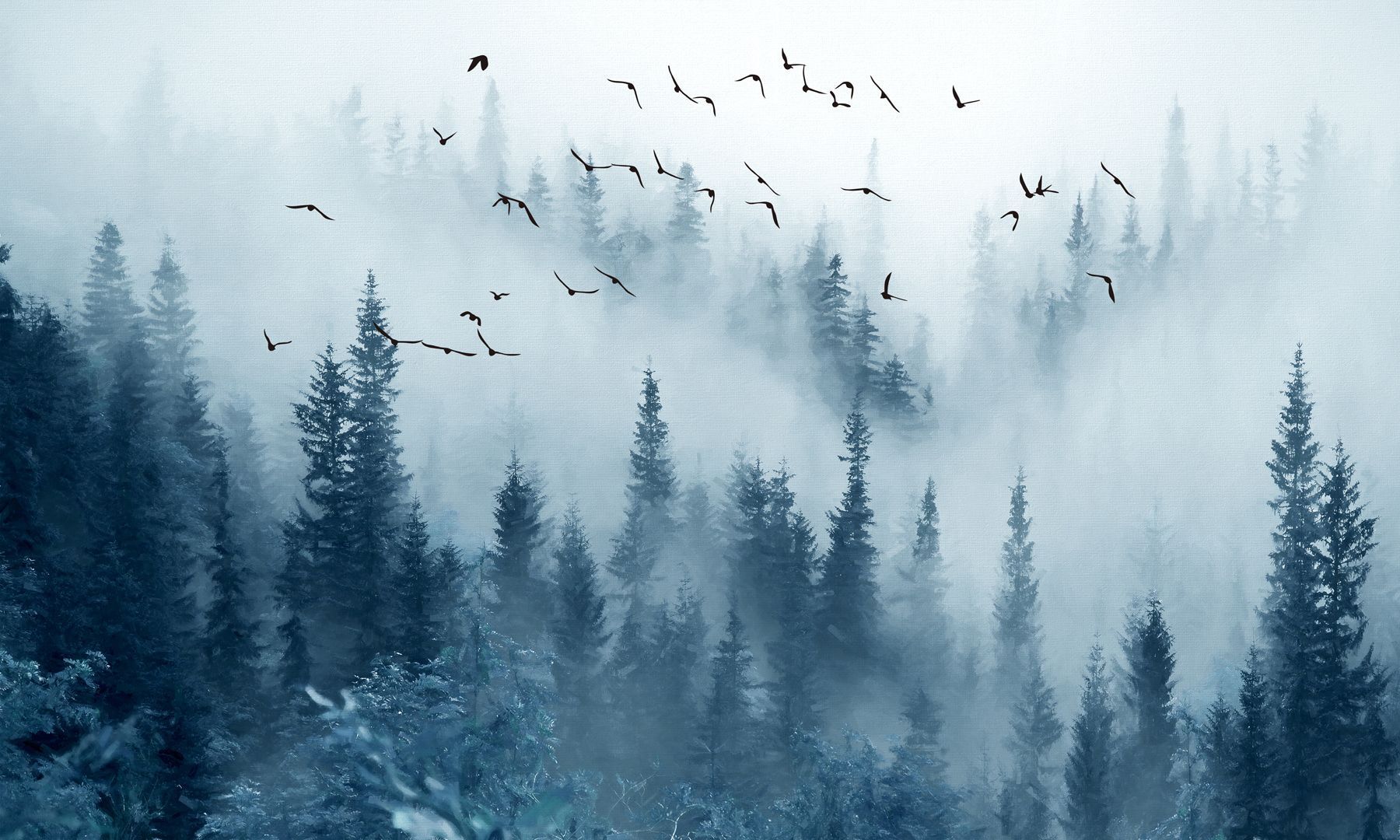 1800x1080 Foggy Forest Wall Murals Forest in fog and birds Nr. u22288
