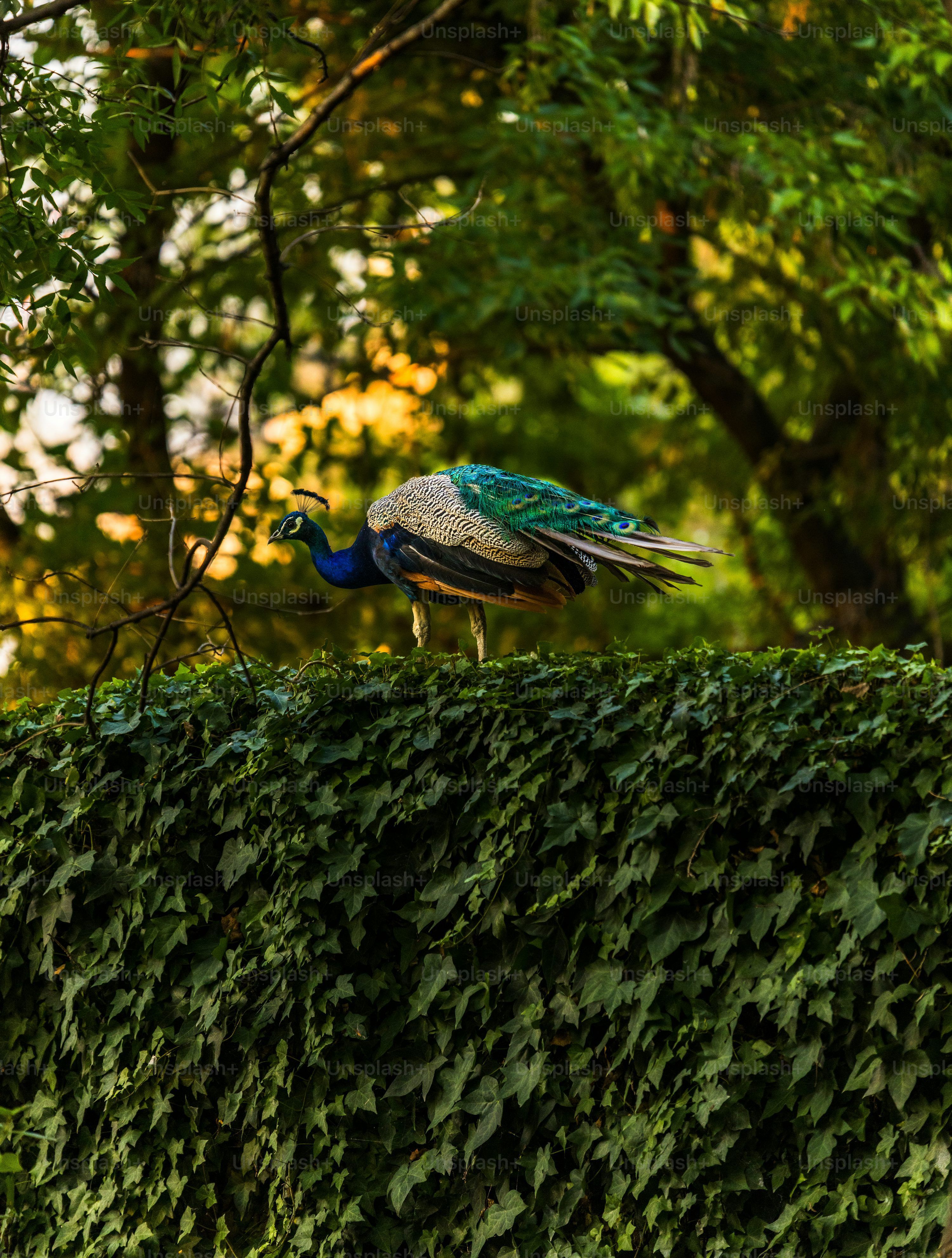 3000x3963 A couple of birds standing on top of a lush green hedge photo