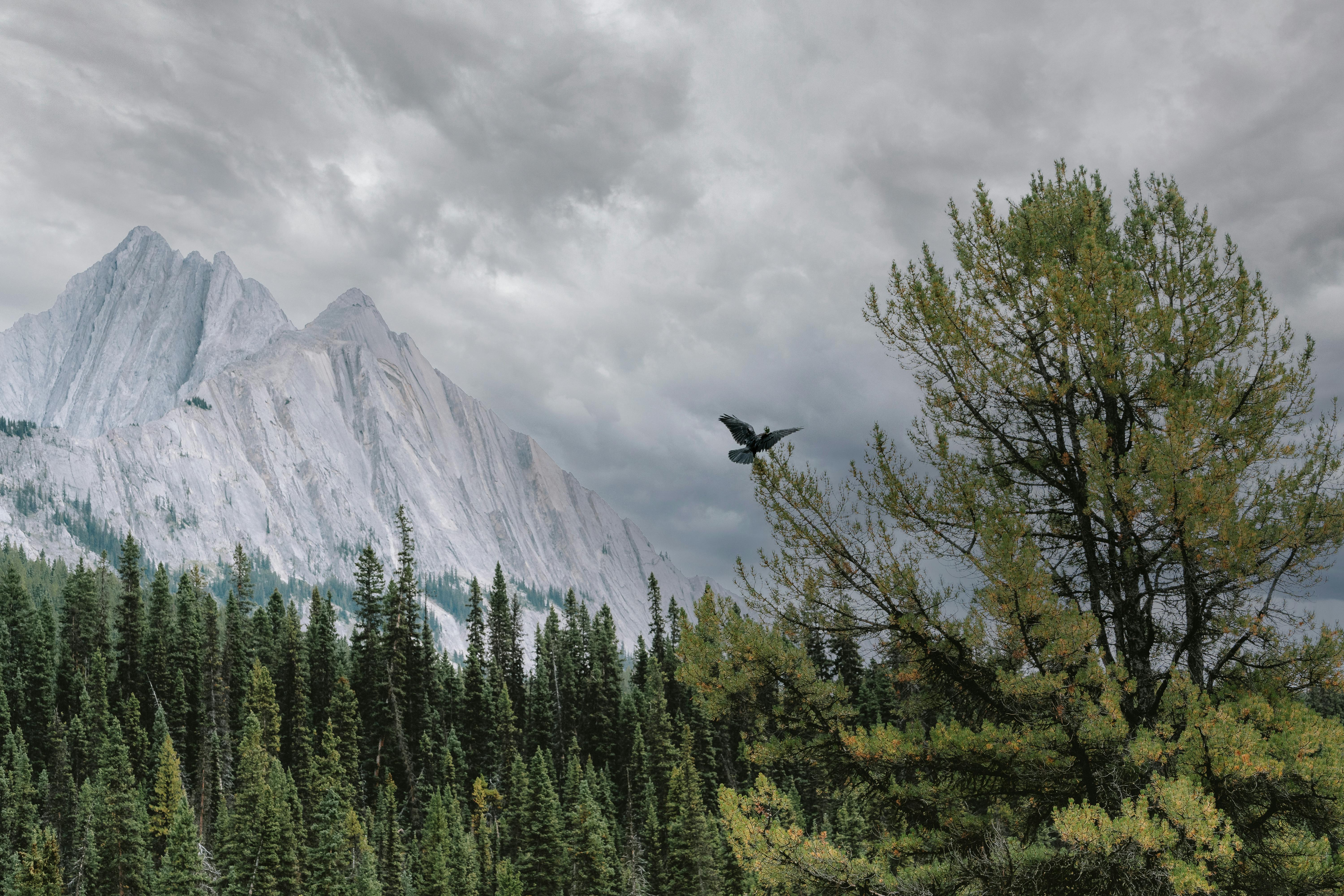 6000x4000 Bird Flying over Forest near Mountains under Clouds · Free