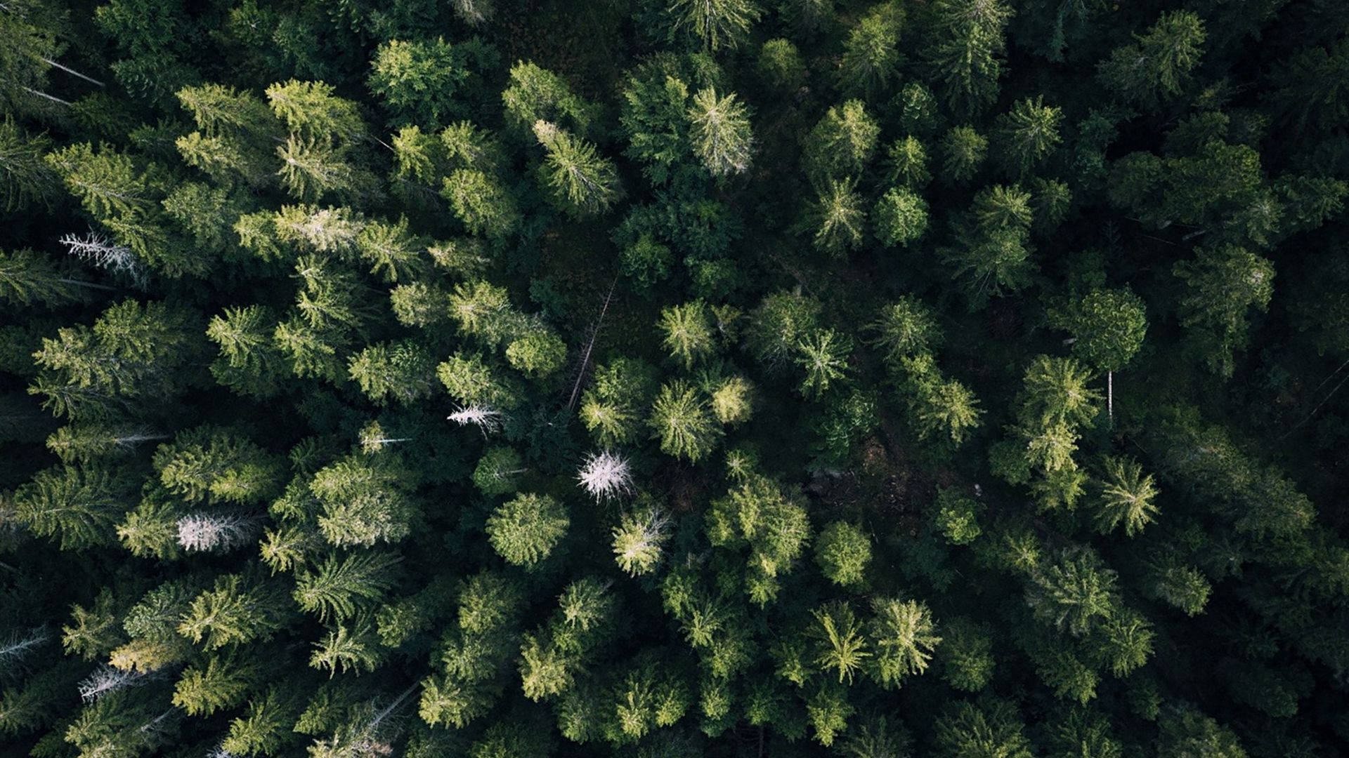 1920x1080 Download Bird's Eye Forest View Wallpaper