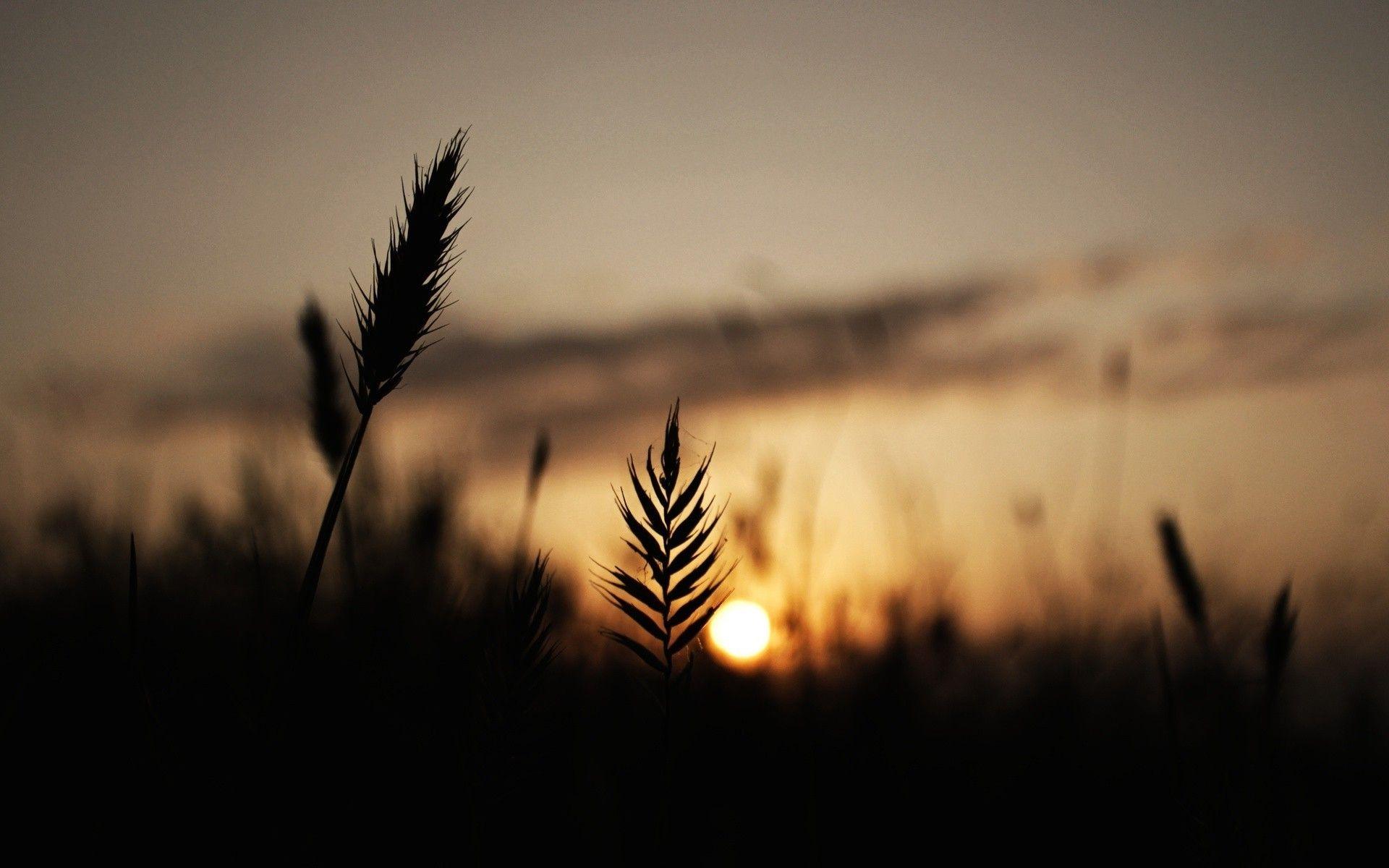 1920x1200 Sunset Silhouette Wallpaper 38081 1920x1200 px