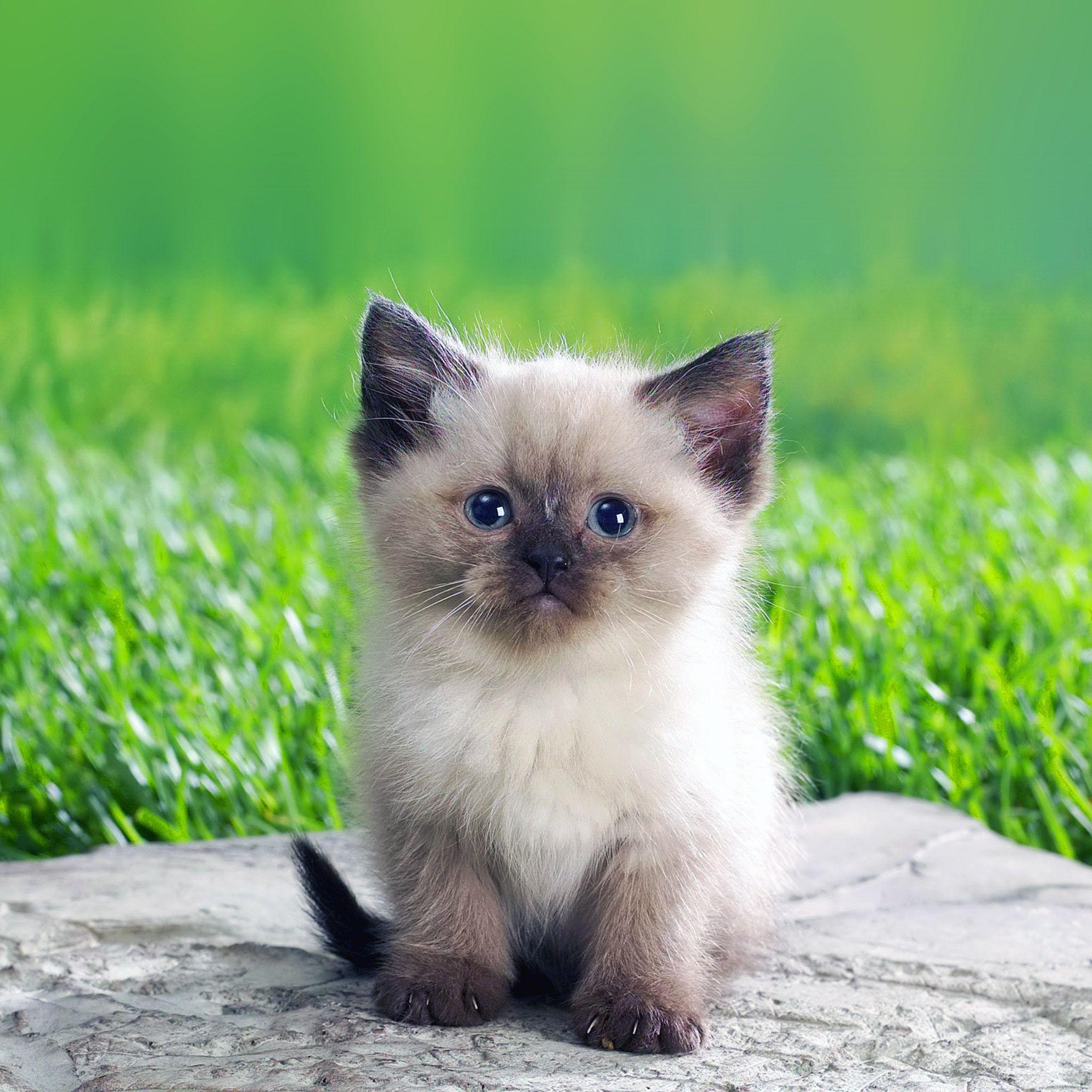 Cat iPad Wallpapers Top Free Cat iPad Backgrounds WallpaperAccess