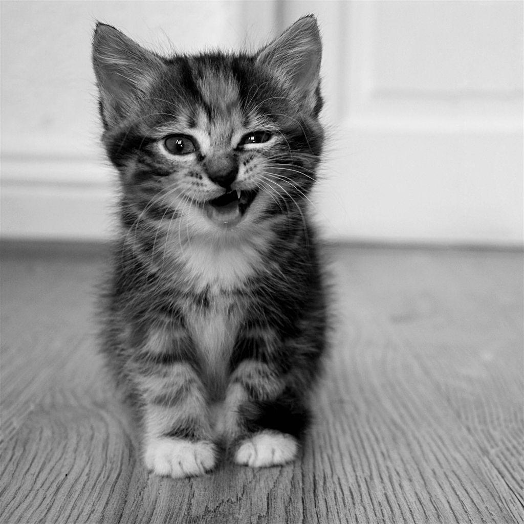 1024x1024 Cute Little Cat iPad Wallpaper and iPad 2 Wallpaper