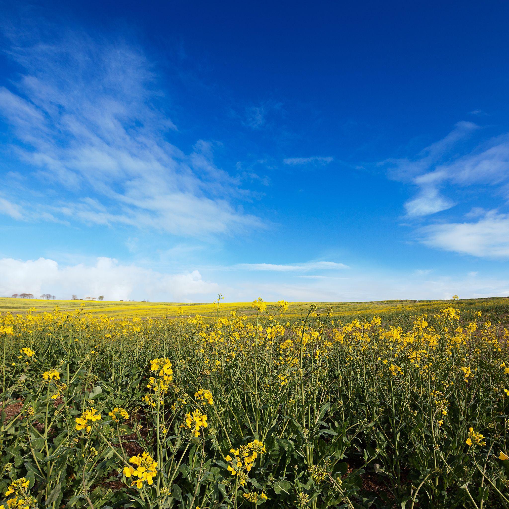 iPad UHD Wallpapers Top Free iPad UHD Backgrounds WallpaperAccess