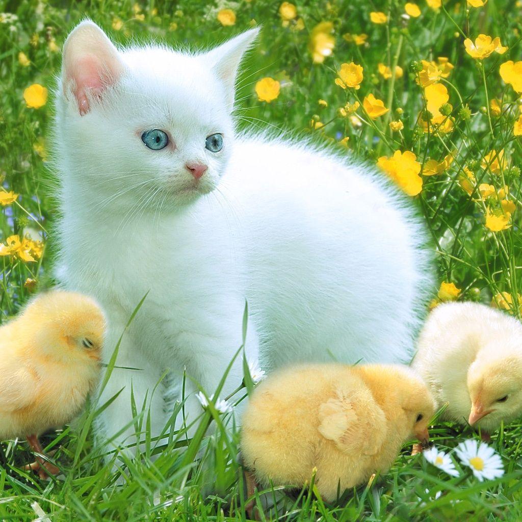 1024x1024 IPad Background: Cute Cat IPad Wallpaper