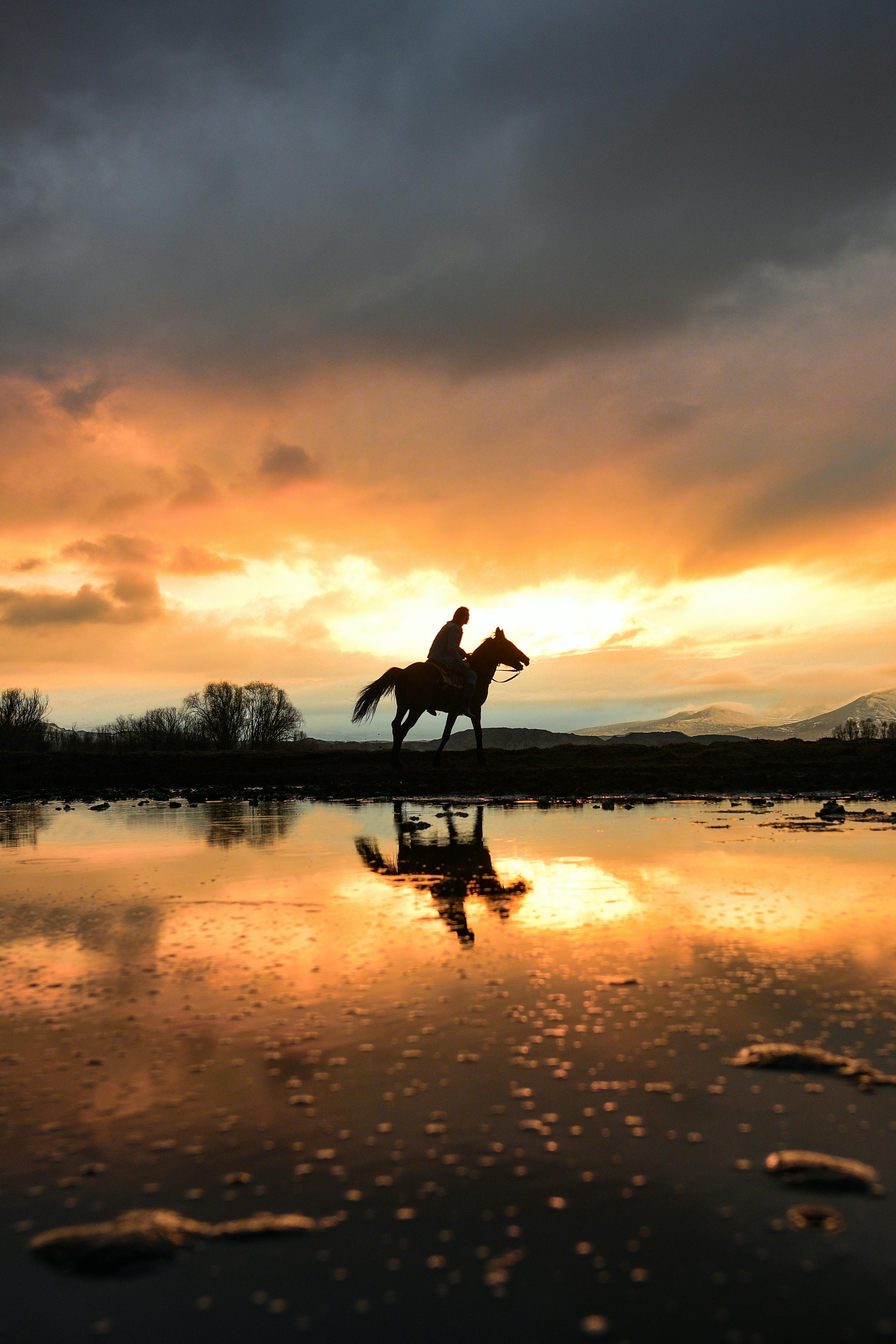 Golden Horse Wallpapers - Top Free Golden Horse Backgrounds ...