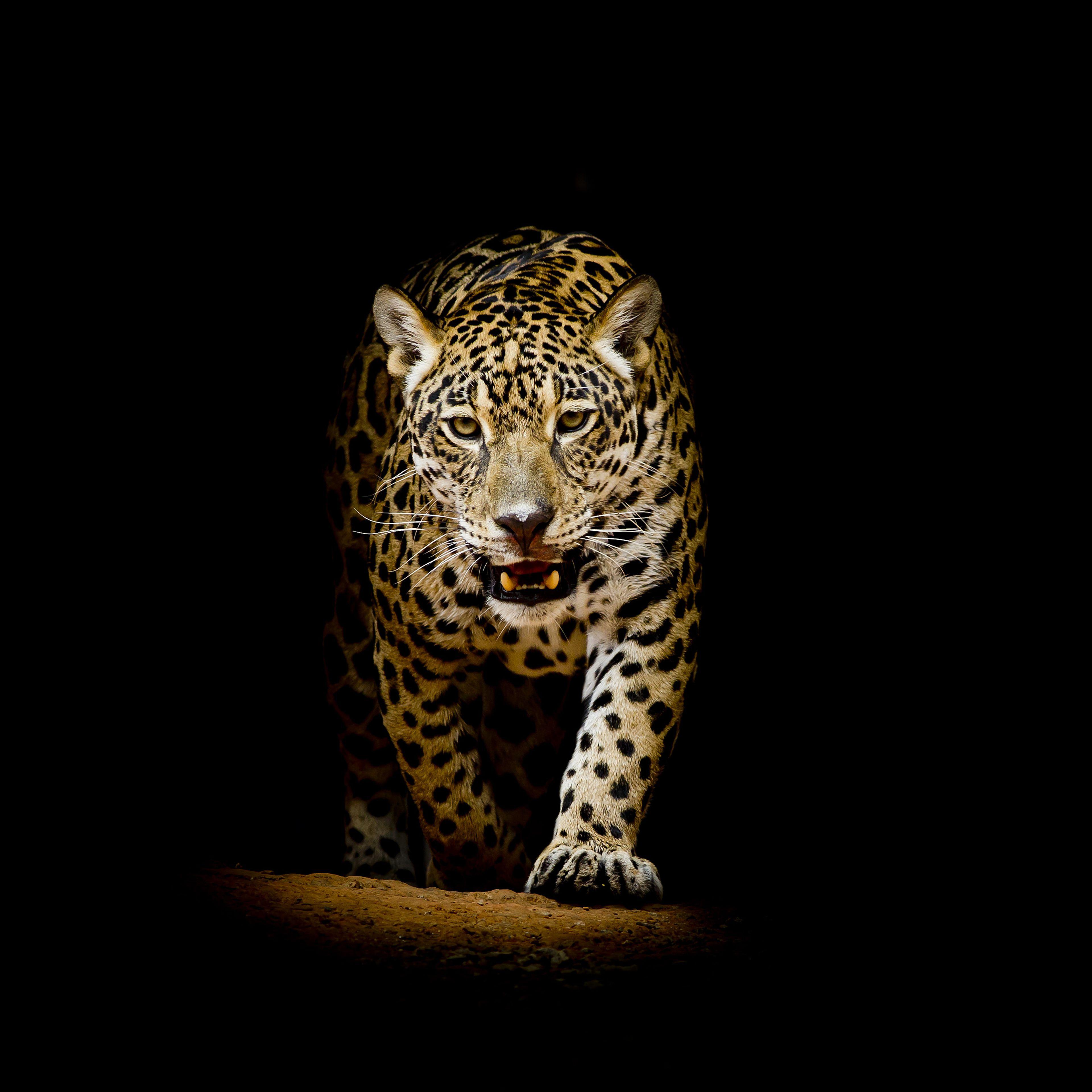 3840x3840 K, #Leopard. Animals wallpaper and background. Mocah