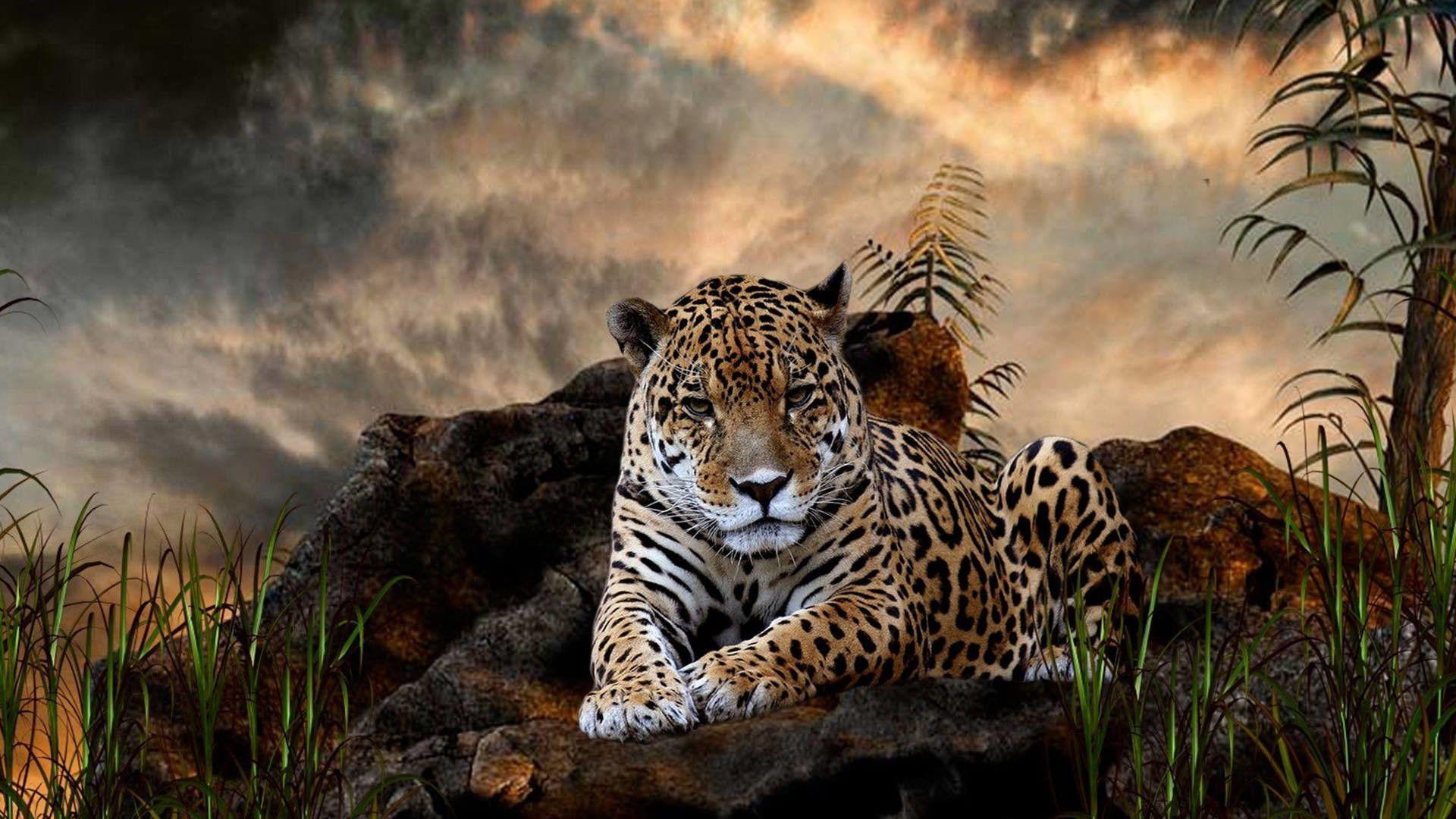 1920x1080 Leopard Wallpaper