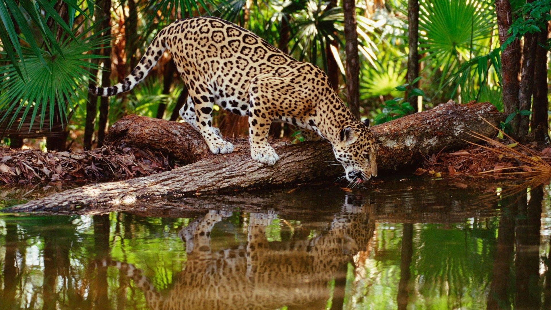 1920x1080 Picture Download Leopard Wallpaper HD Desktop Wallpaper High