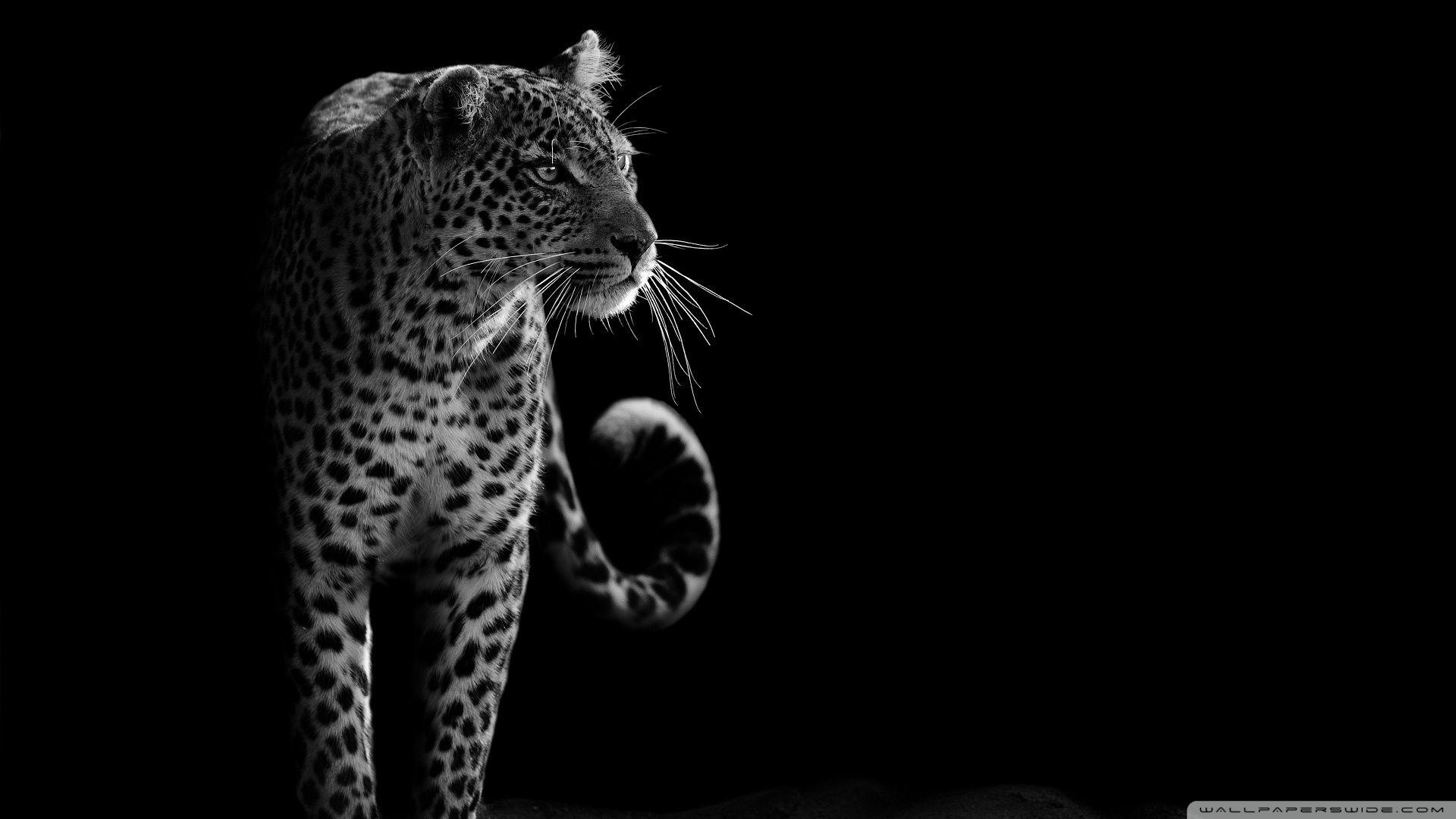 1920x1080 Leopard Black & White Ultra HD Desktop Background Wallpaper for 4K