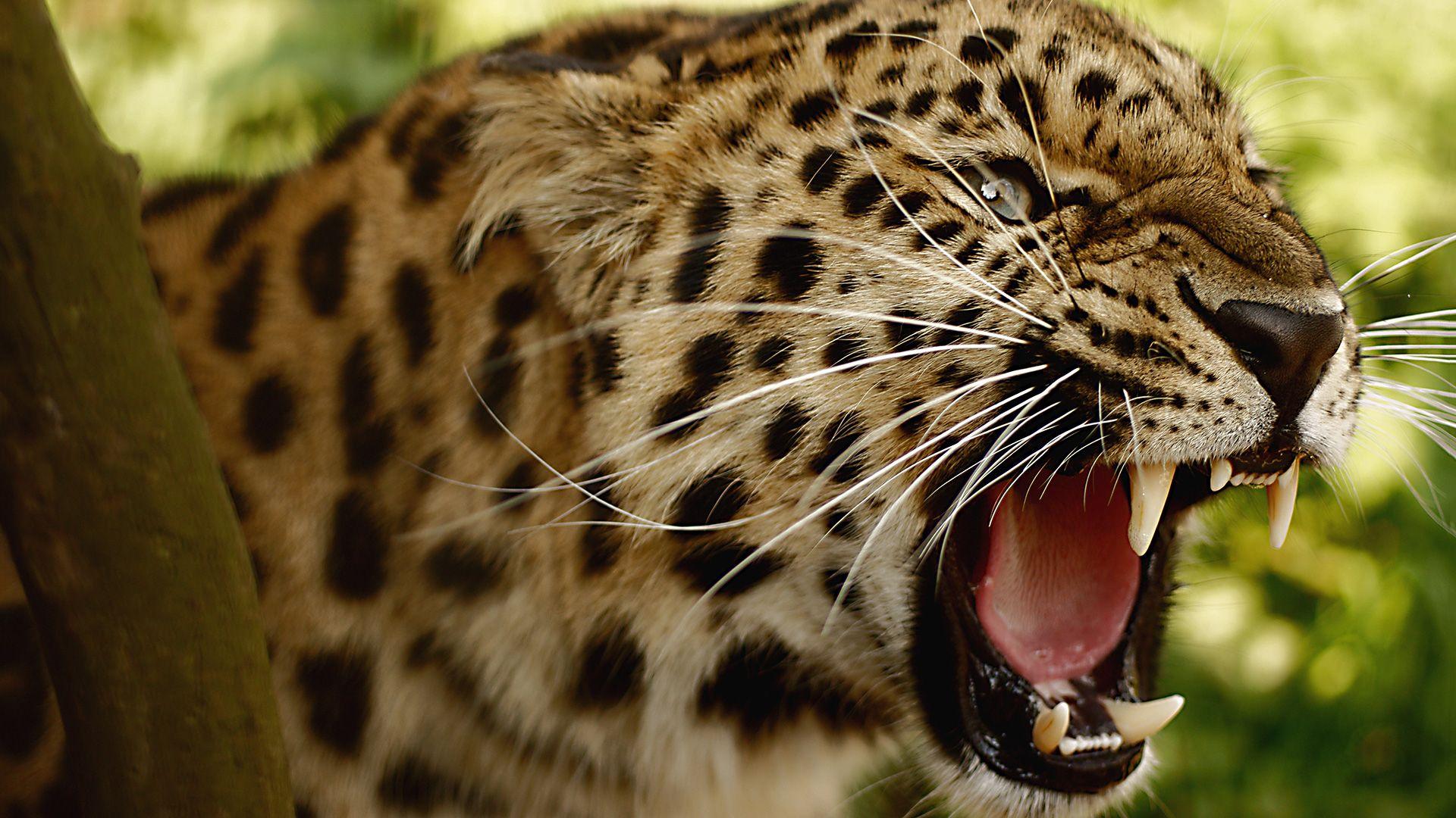 1920x1080 Angry Leopard HD Wallpaperx1080