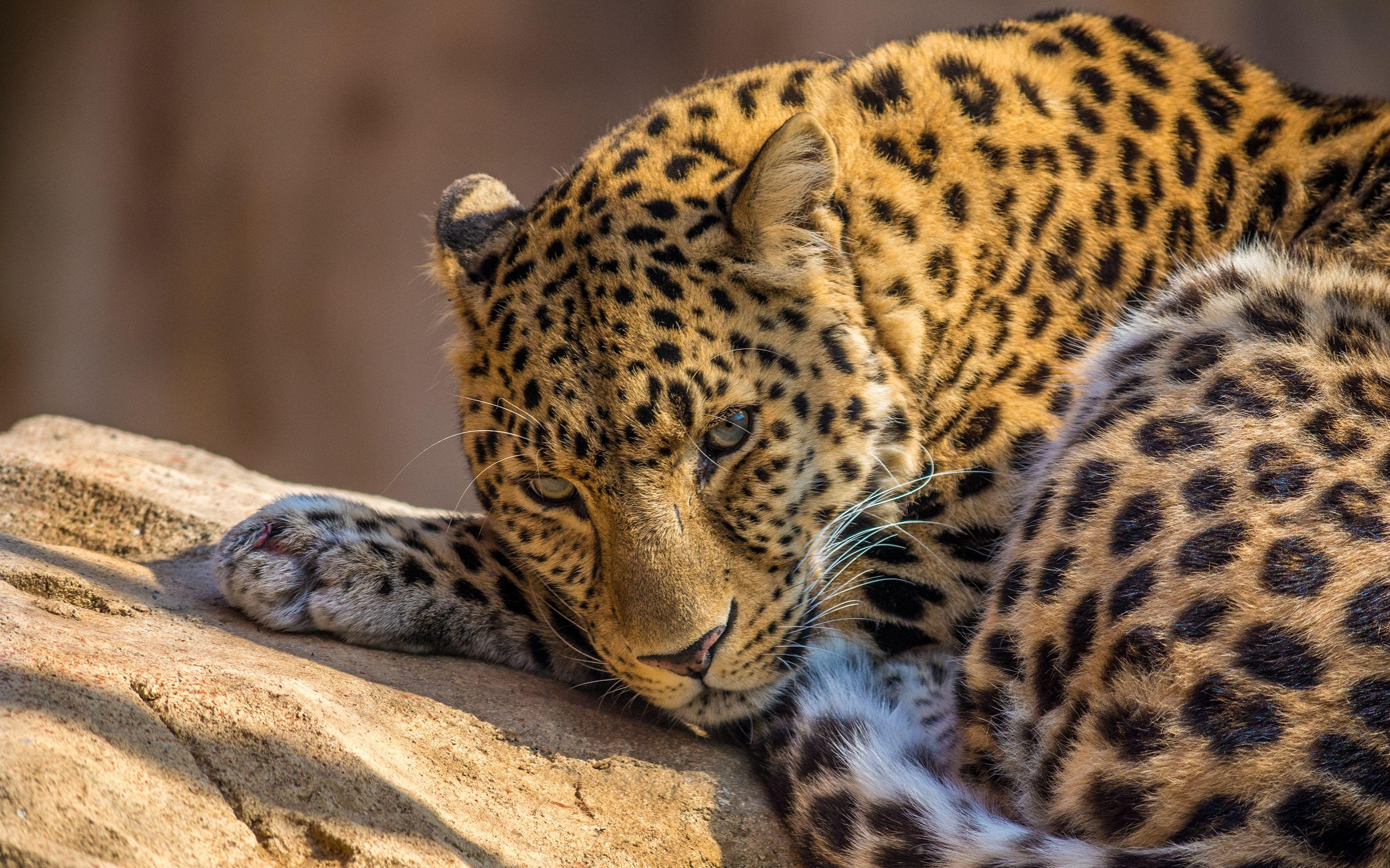 2880x1800 Zoo Leopard Wallpaper