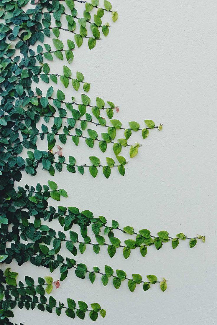 Plant Aesthetic Wallpapers - Top Những Hình Ảnh Đẹp