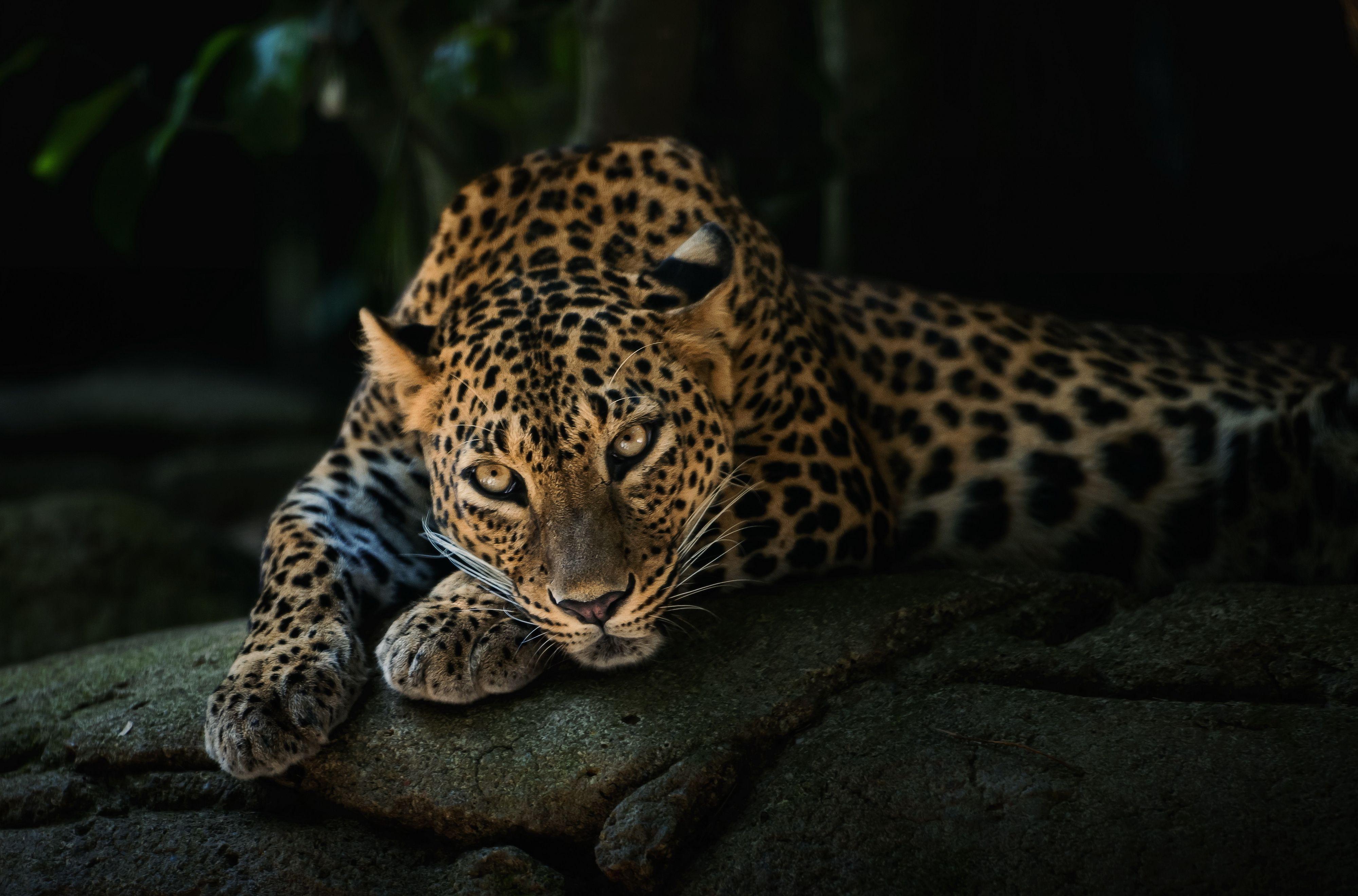 4000x2640 Leopard predator face Wallpaper HD / Desktop and Mobile Background