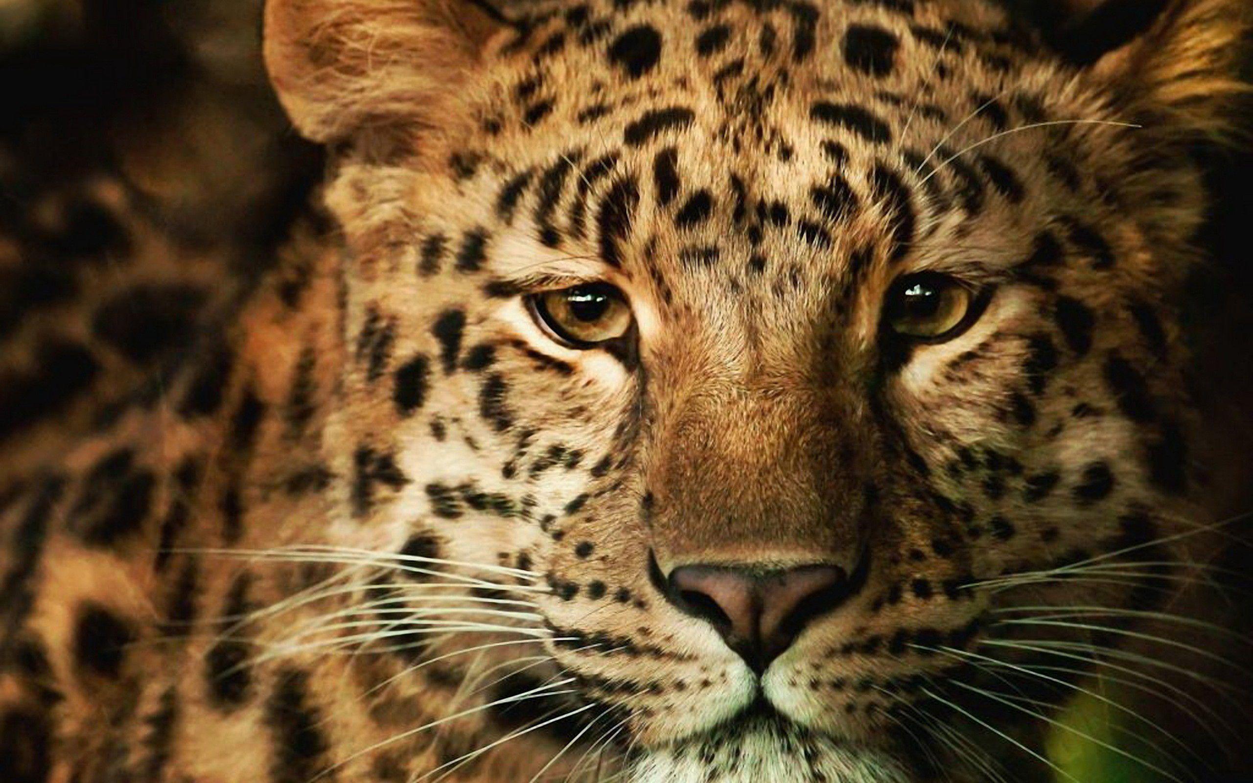2560x1600 Leopard HD Wallpaper High Resolution