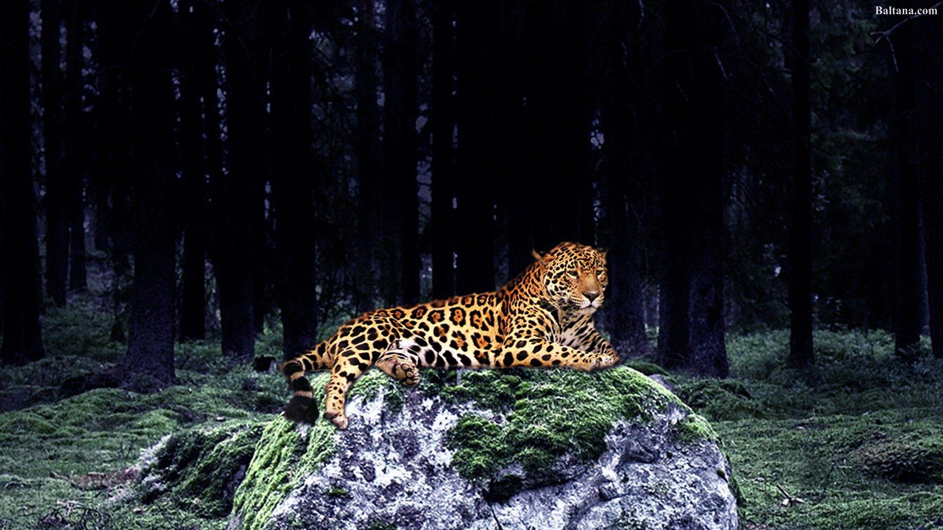 1920x1080 Leopard Wallpaper HD 30693