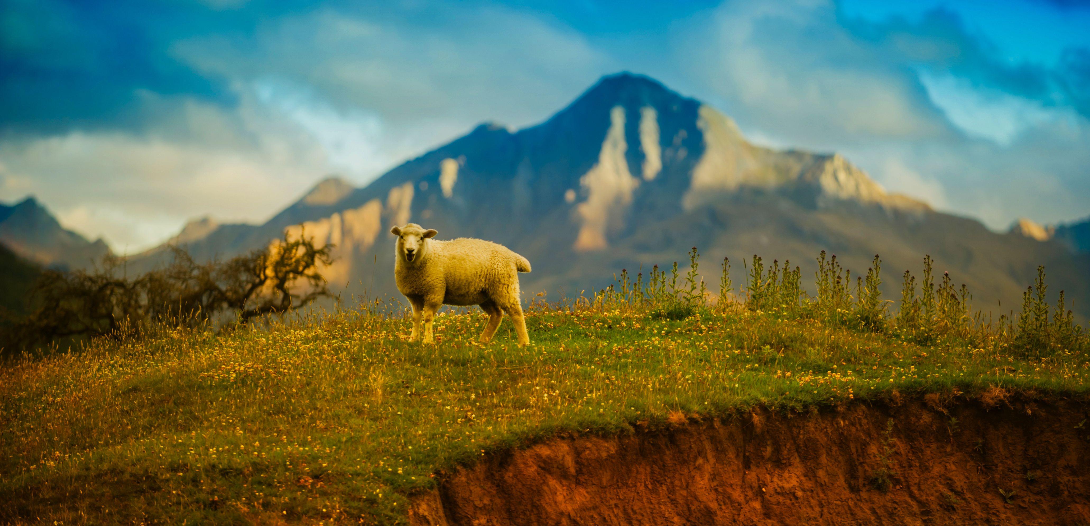 4124x1990 #New Zealand, #Mountain, #Sheep, K. Animals wallpaper