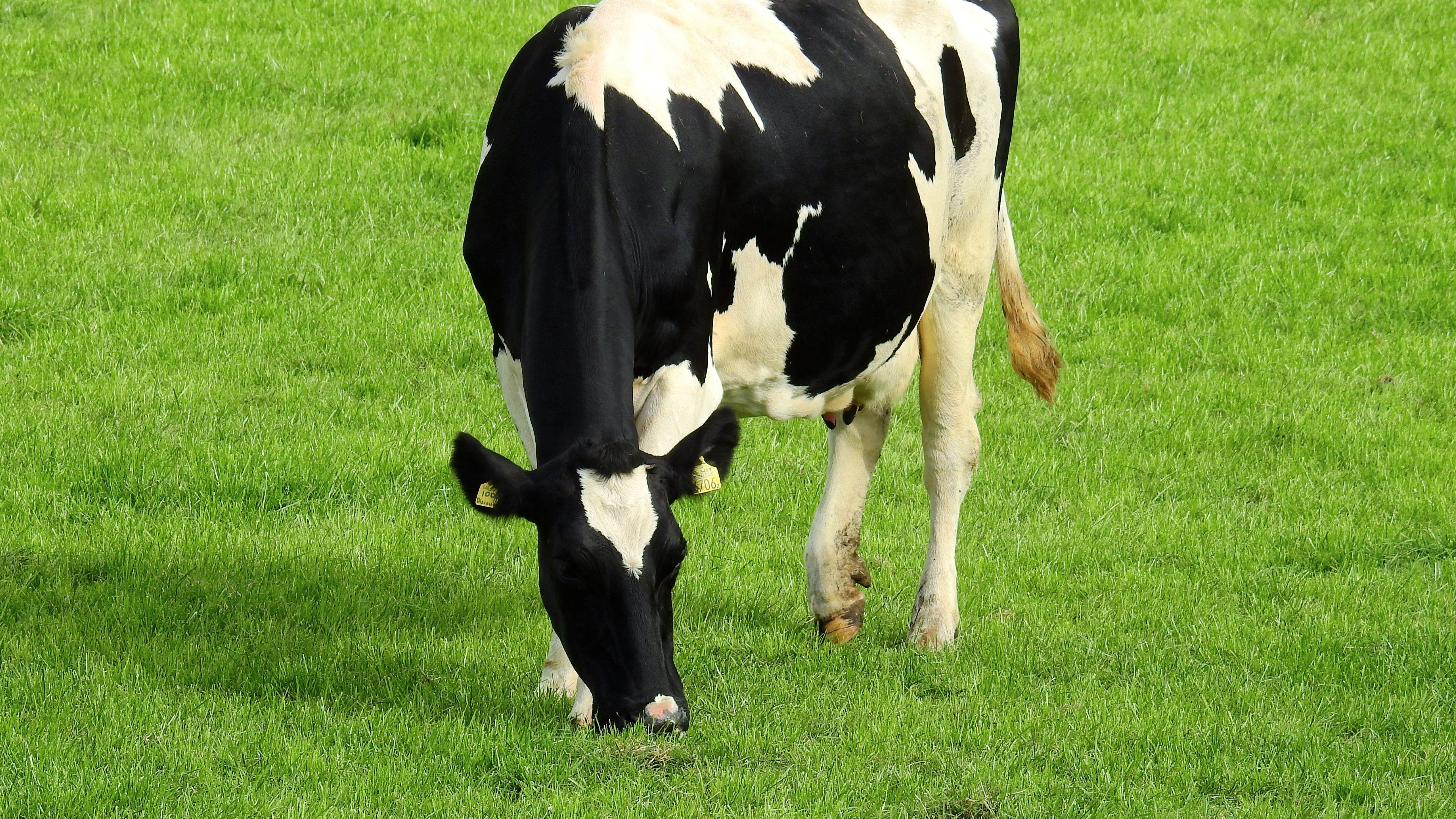 3840x2160 Holstein Cow HD Desktop Wallpaper - گاو هلشتاین