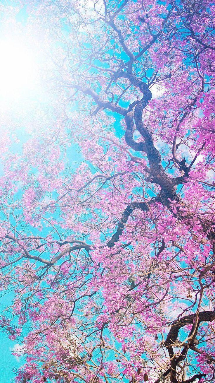 736x1308 Sakura Flowers Wallpaper iPhone 6 HD Nature Wallpaper