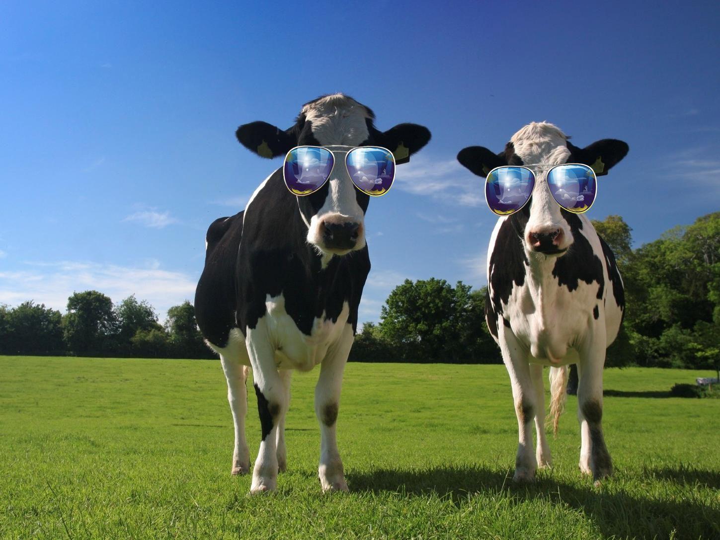 Funny Cow Images Free - Funny Farm Animals ~ Desktop Wallpaper | Bodewasude