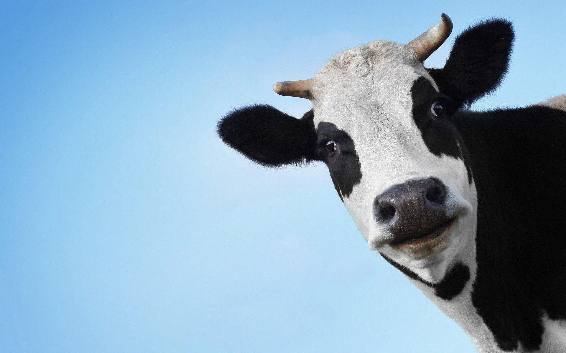 Funny Cow Wallpapers Top Free Funny Cow Backgrounds WallpaperAccess Funny Cow Wallpapers Top Free Funny Cow Backgrounds WallpaperAccess