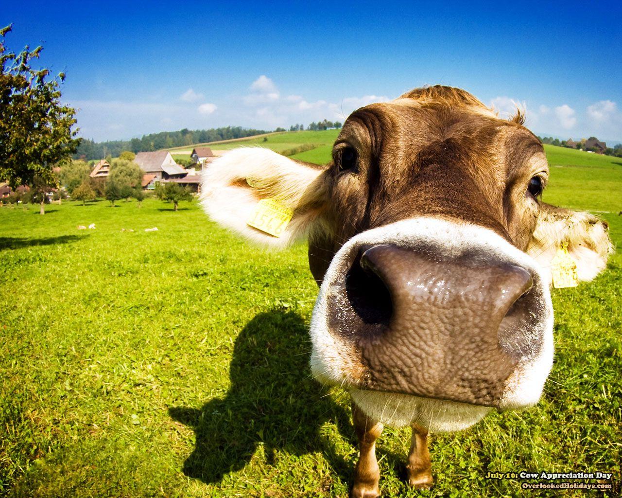 1280x1024 Free download Funny Cow Wallpaper Image amp Picture Becuo