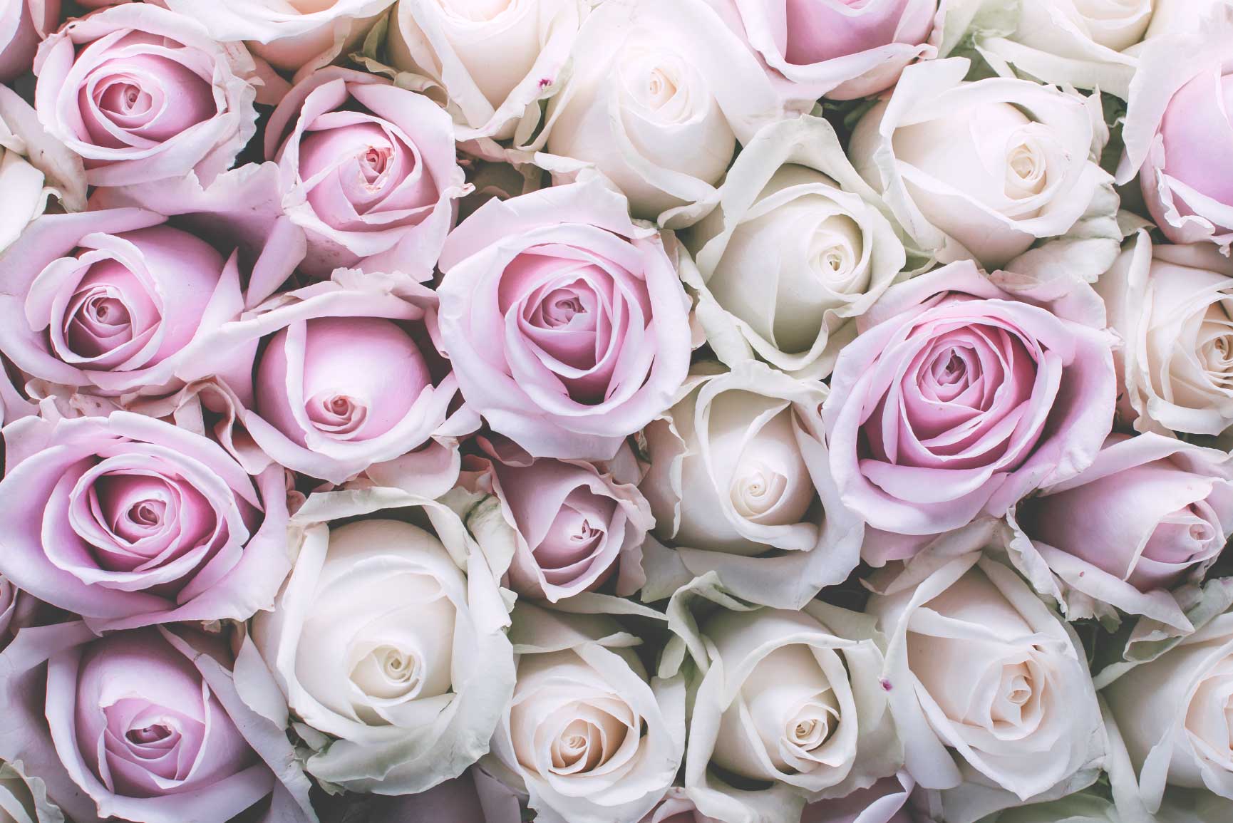 1730x1155 Vintage Floral iPhone Wallpaper Collection Application