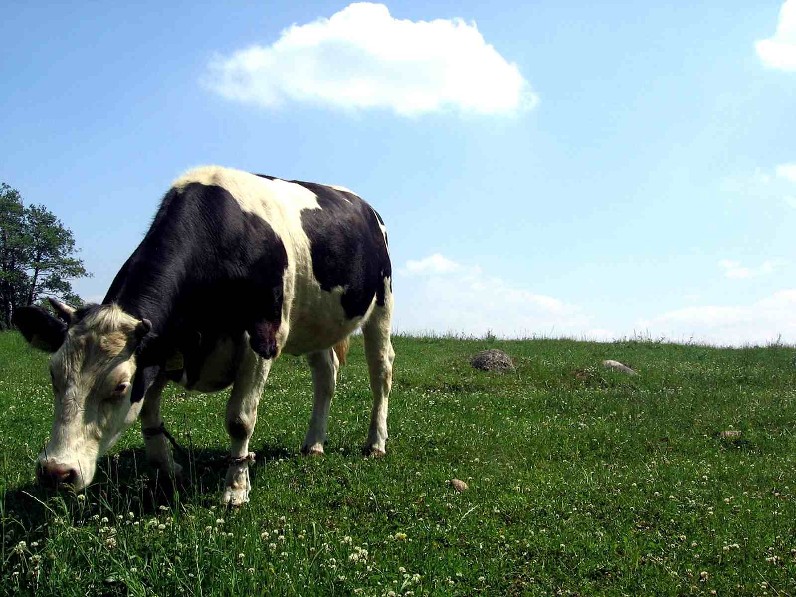 1600x1200 Cow Background. Dangerous Cow