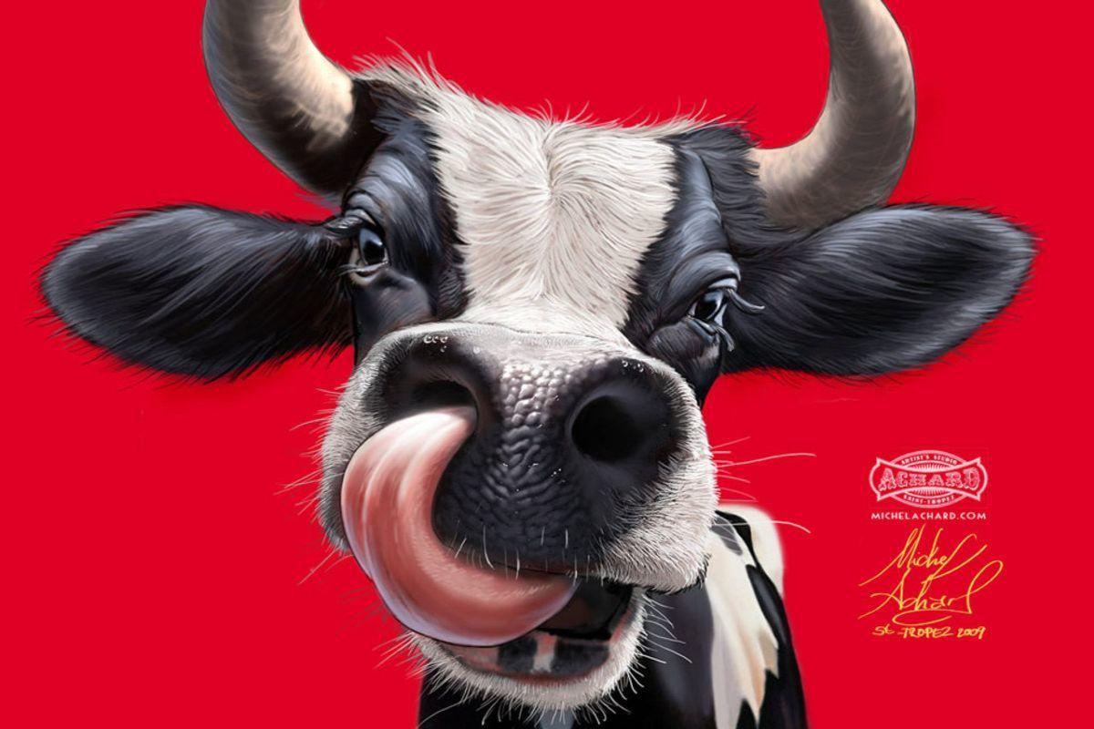 1200x800 Funny Cow Wallpaper Eid Ul Adha Mubarak